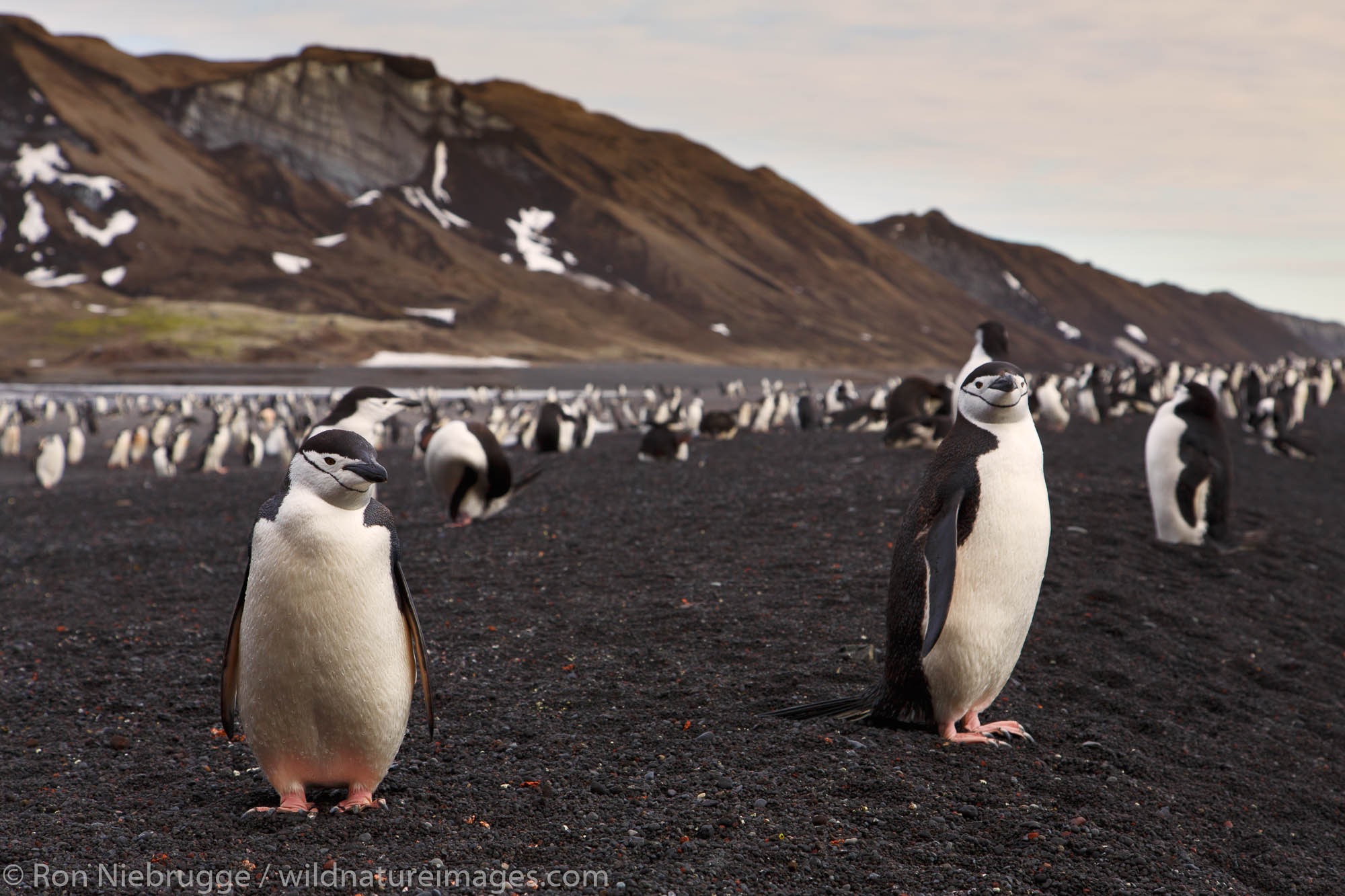 Chinstrap Penguin (Pygoscelis antarctica) colony, Baily Head, Deception Island, Antarctica.