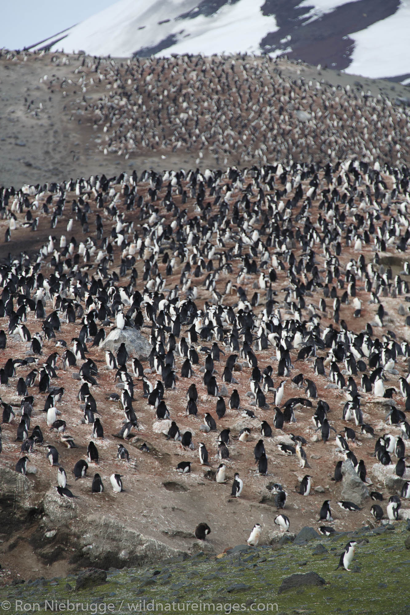 Chinstrap Penguin (Pygoscelis antarctica) colony, Baily Head, Deception Island, Antarctica.