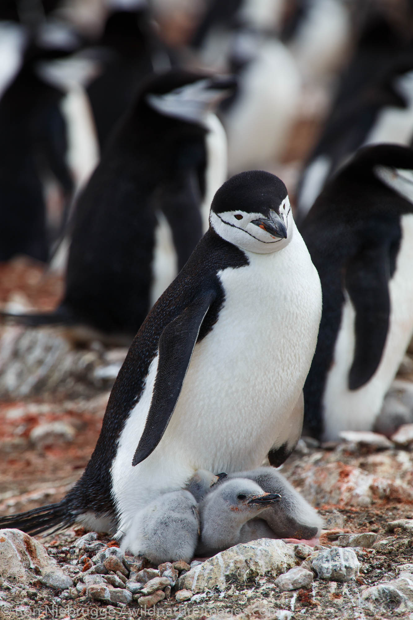 Chinstrap Penguin (Pygoscelis antarctica) colony, Baily Head, Deception Island, Antarctica.