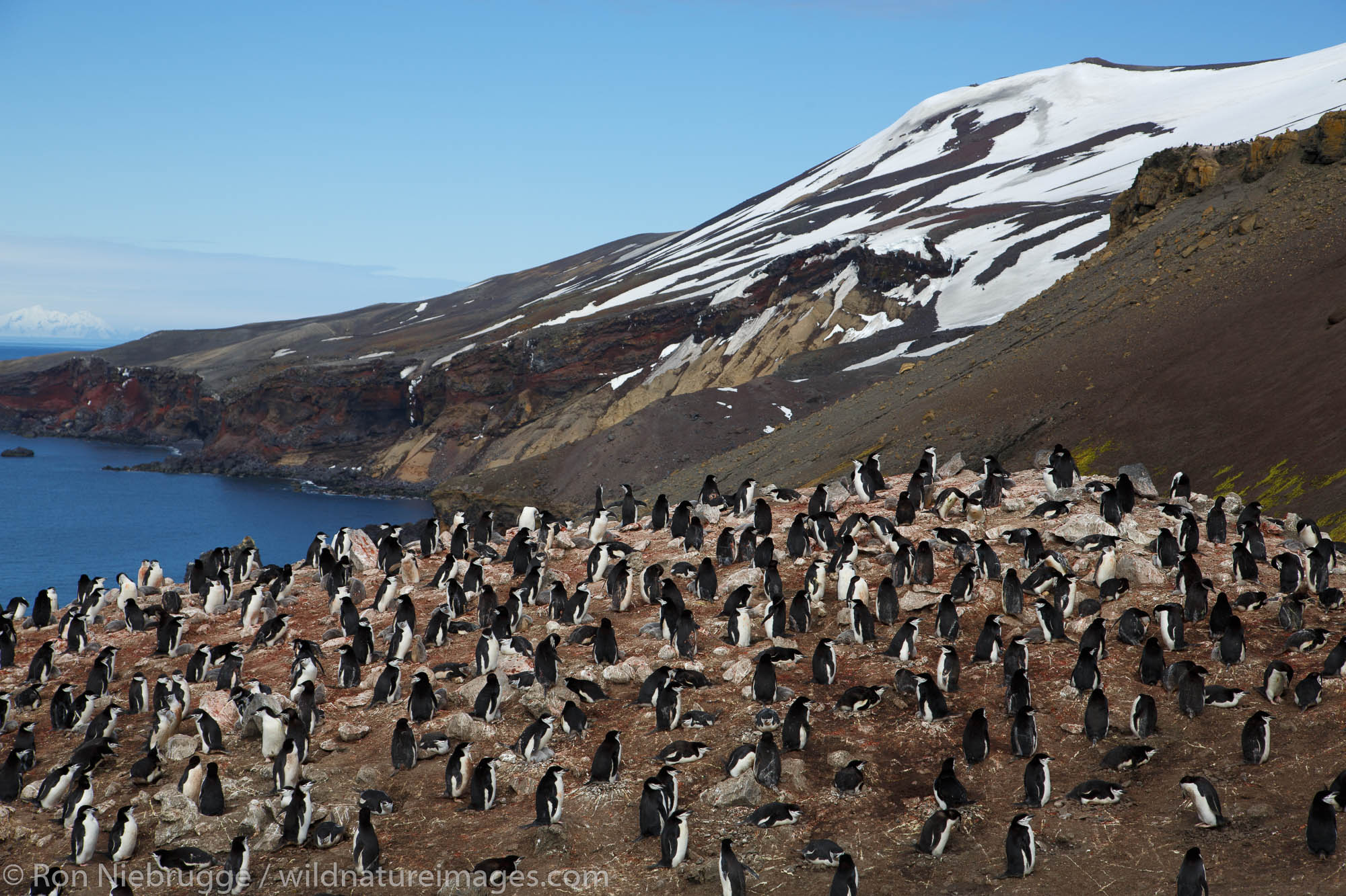 Chinstrap Penguin (Pygoscelis antarctica) colony, on the hike from Baily Head to Whaler's Bay, Deception Island, Antarctica.