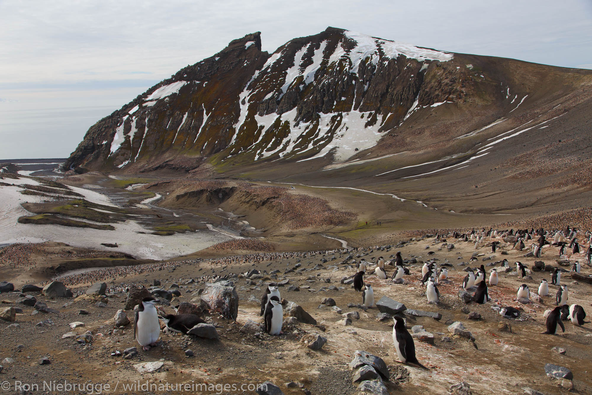 Chinstrap Penguin (Pygoscelis antarctica) colony, on the hike from Baily Head to Whaler's Bay, Deception Island, Antarctica.