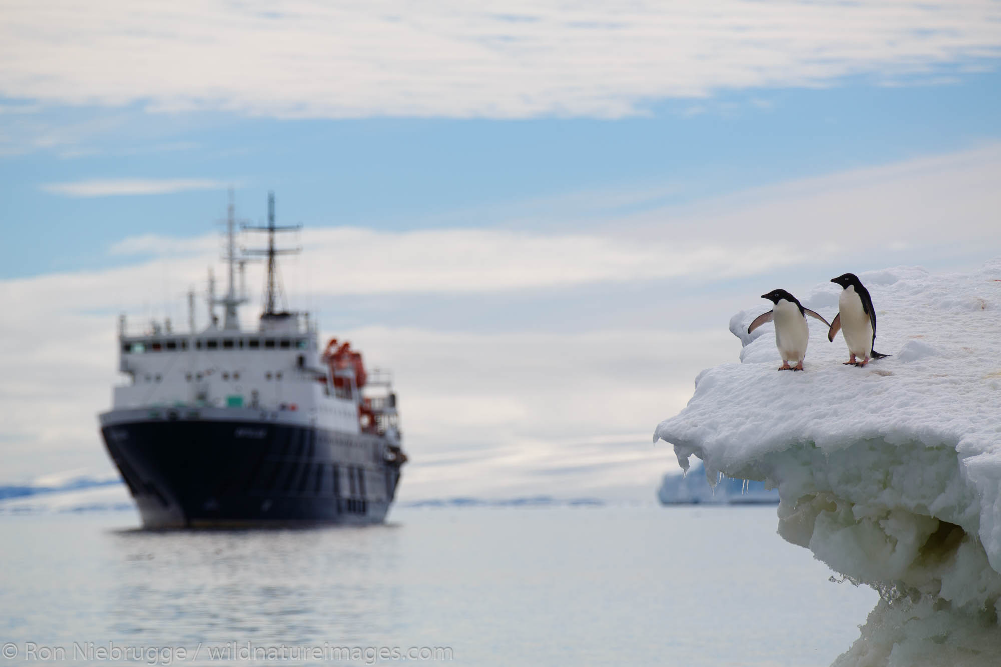 The Icebreaker Ortelius, Adélie Penguins, (Pygoscelis adeliae) on an Iceberg at Brown Bluff, Antarctica.