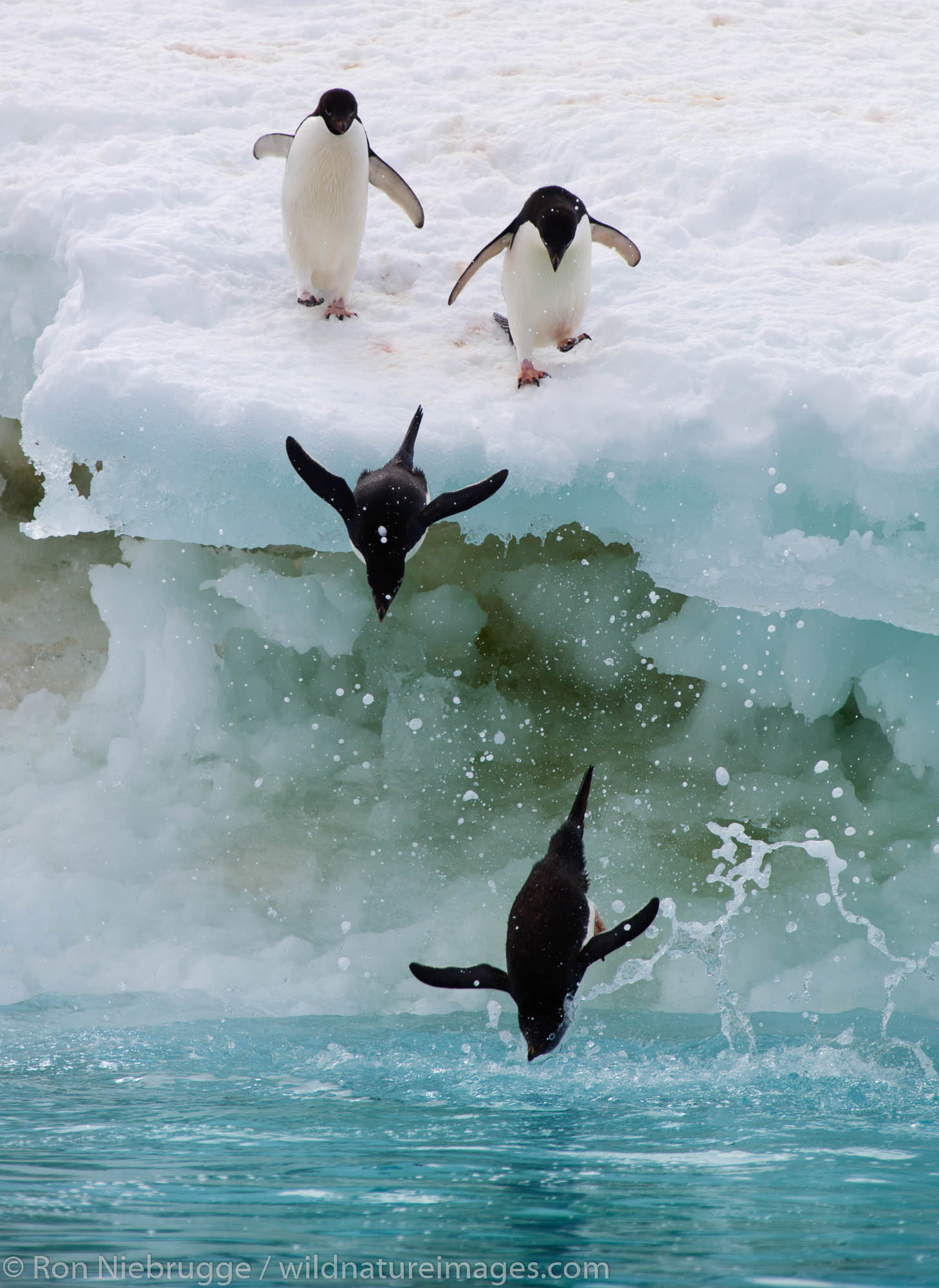 Adélie Penguins, (Pygoscelis adeliae) Icebergs at Brown Bluff, Antarctica.