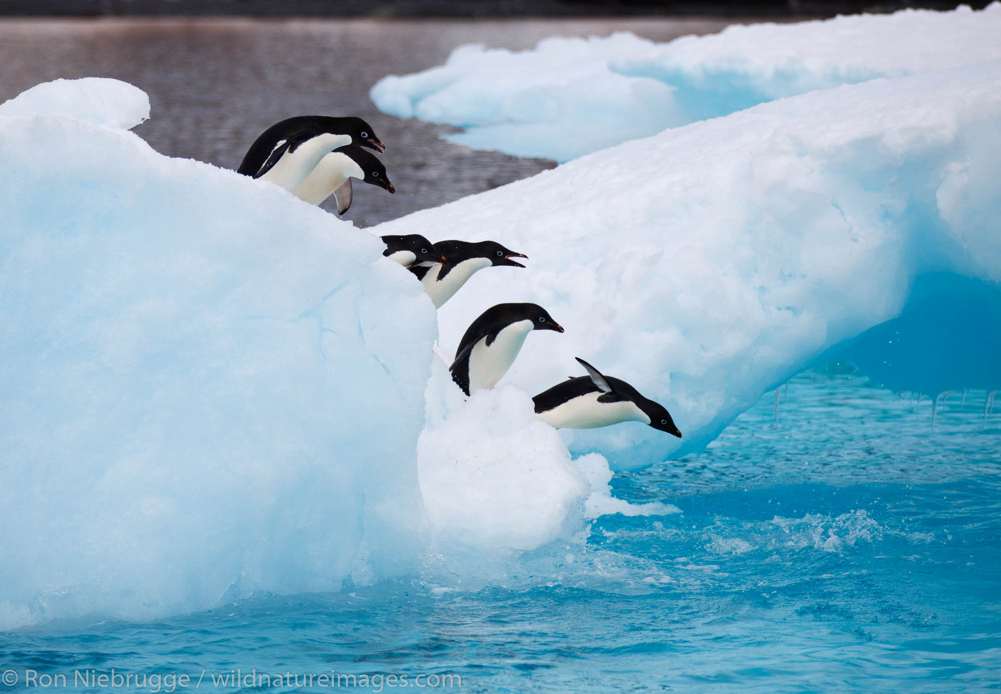 Adélie Penguins, (Pygoscelis adeliae) Icebergs at Brown Bluff, Antarctica.