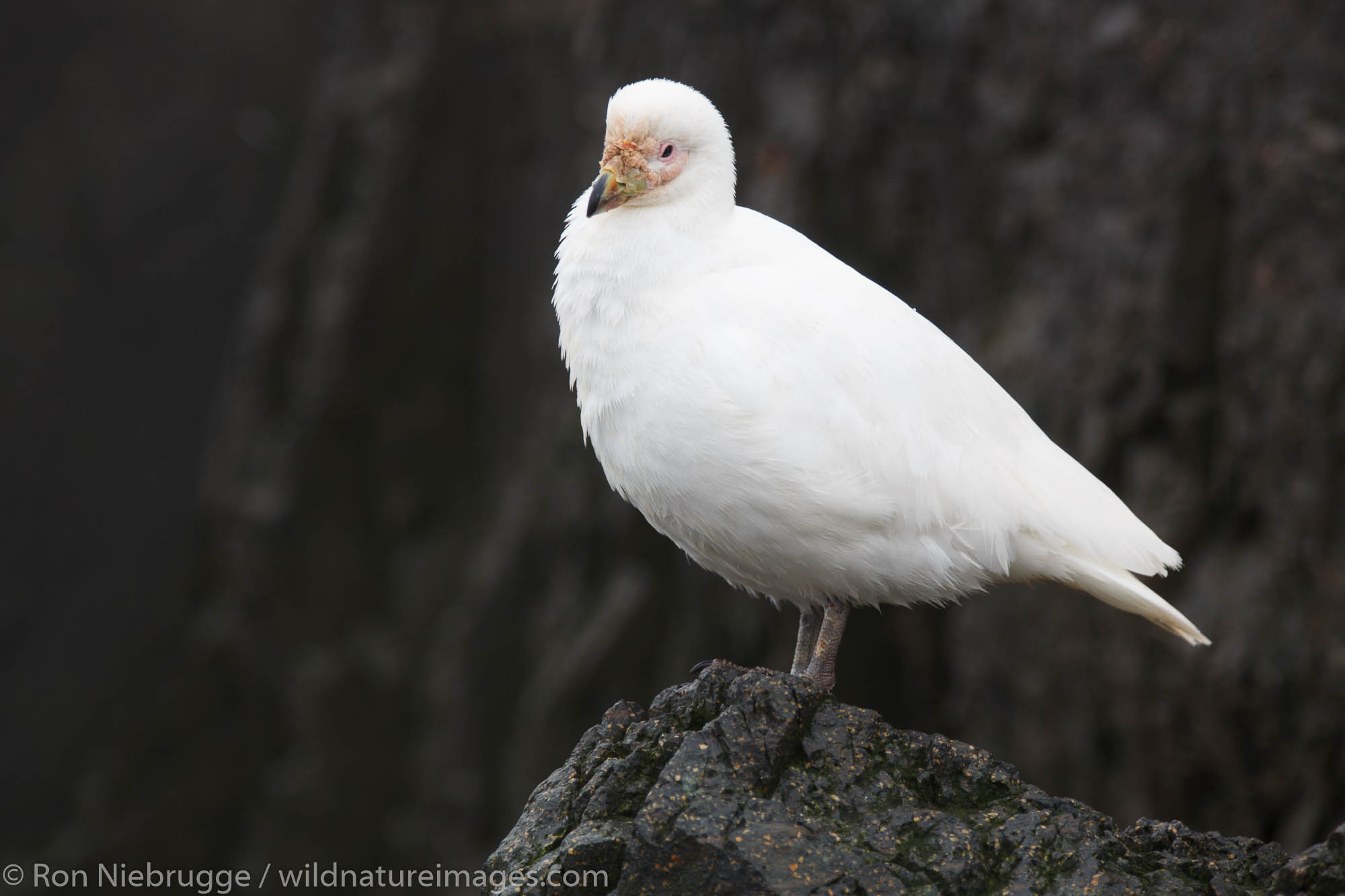 Pale-faced Sheathbill, Gourdin Island, Antarctica.