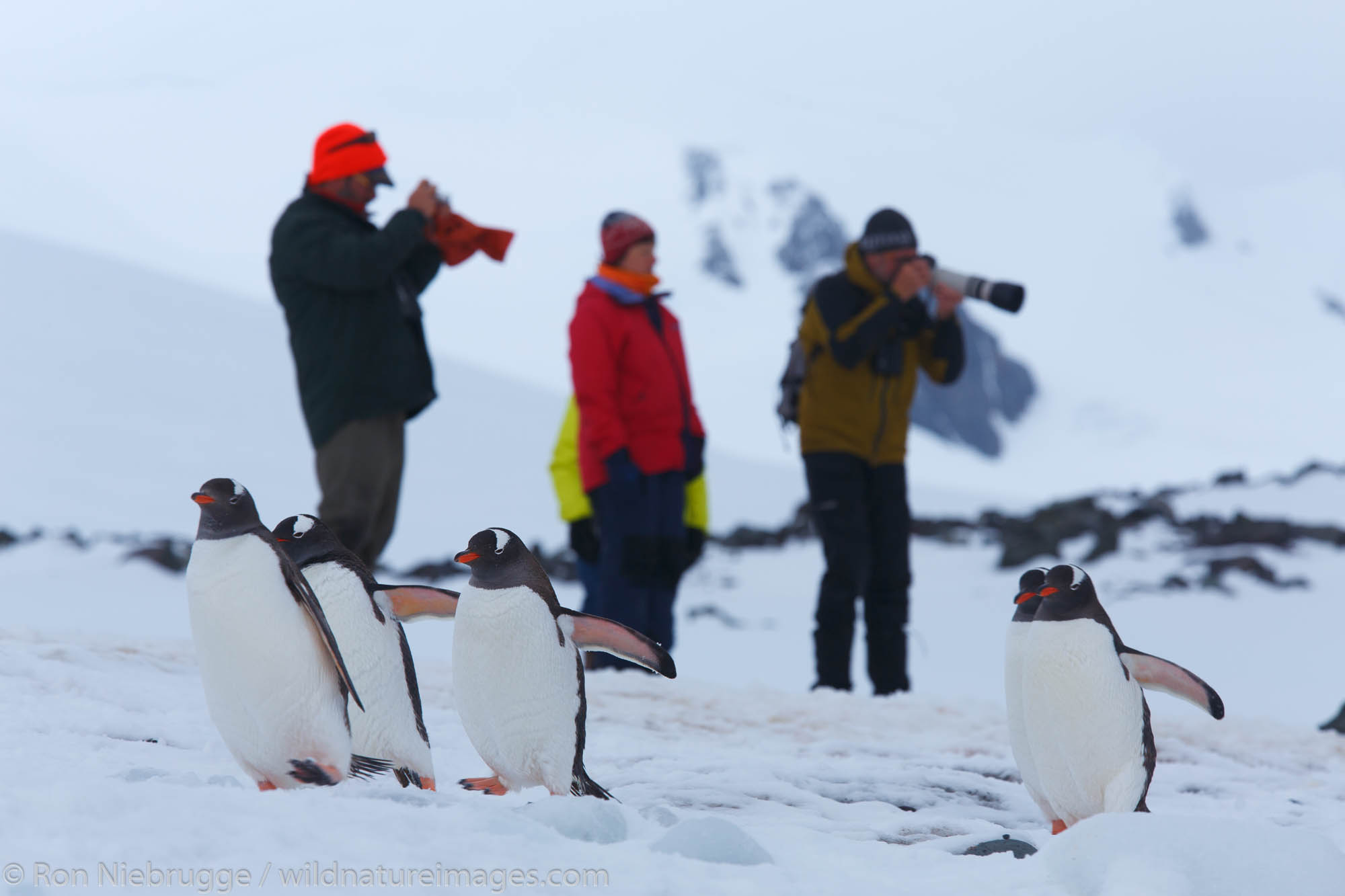 Visitors watching Gentoo Penguins (Pygoscelis papua) at Yankee Harbor, Greenwich Island, Antarctica.