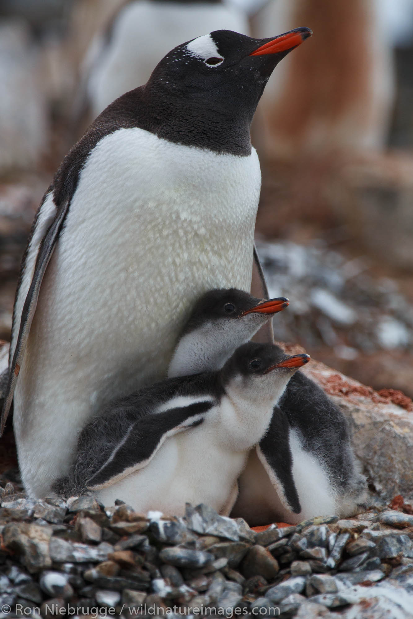 Gentoo Penguin, (Pygoscelis papua) colony, Hannah Point, Livingston Island Antarctica.