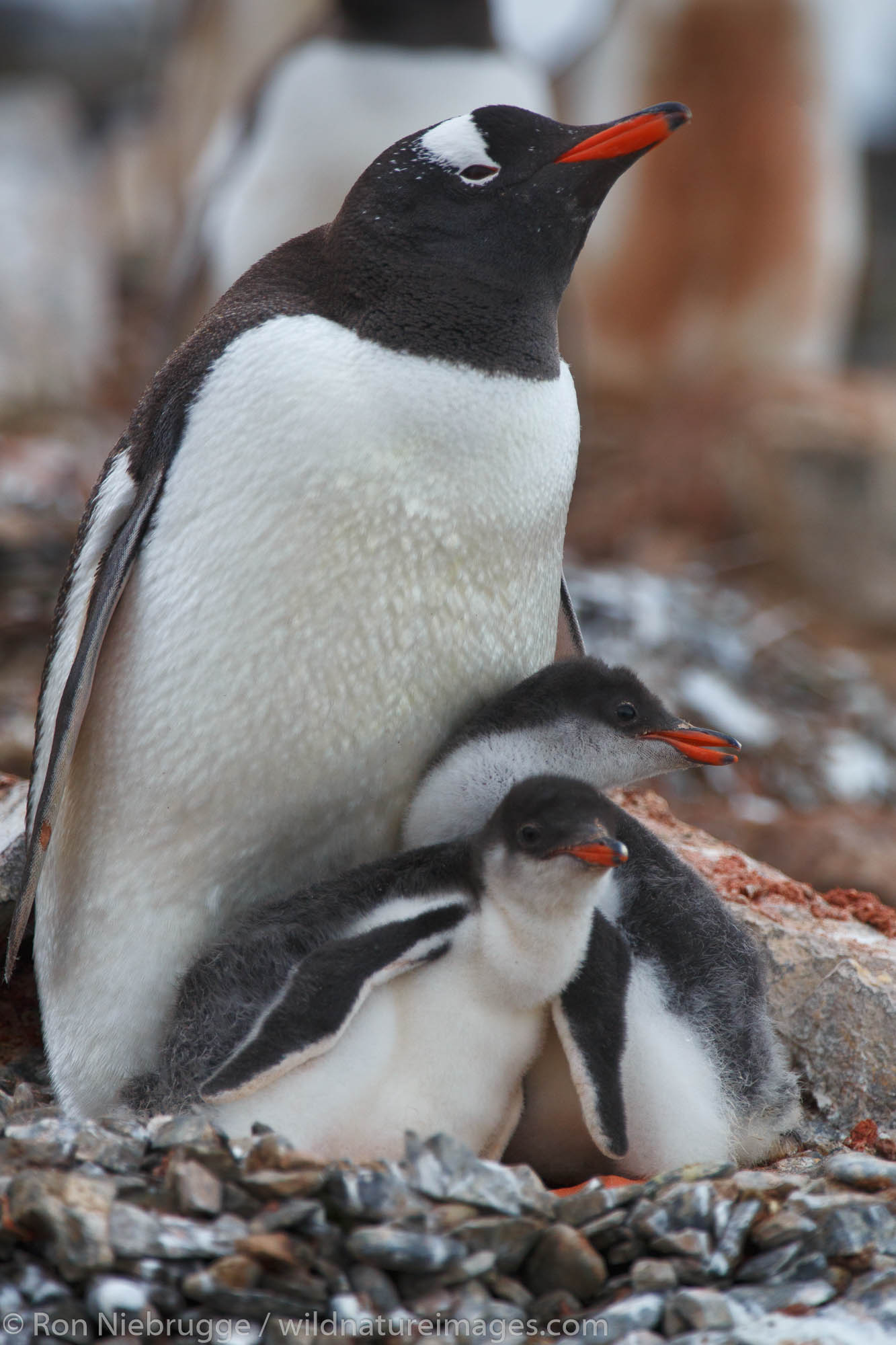 Gentoo Penguin, (Pygoscelis papua) colony, Hannah Point, Livingston Island Antarctica.