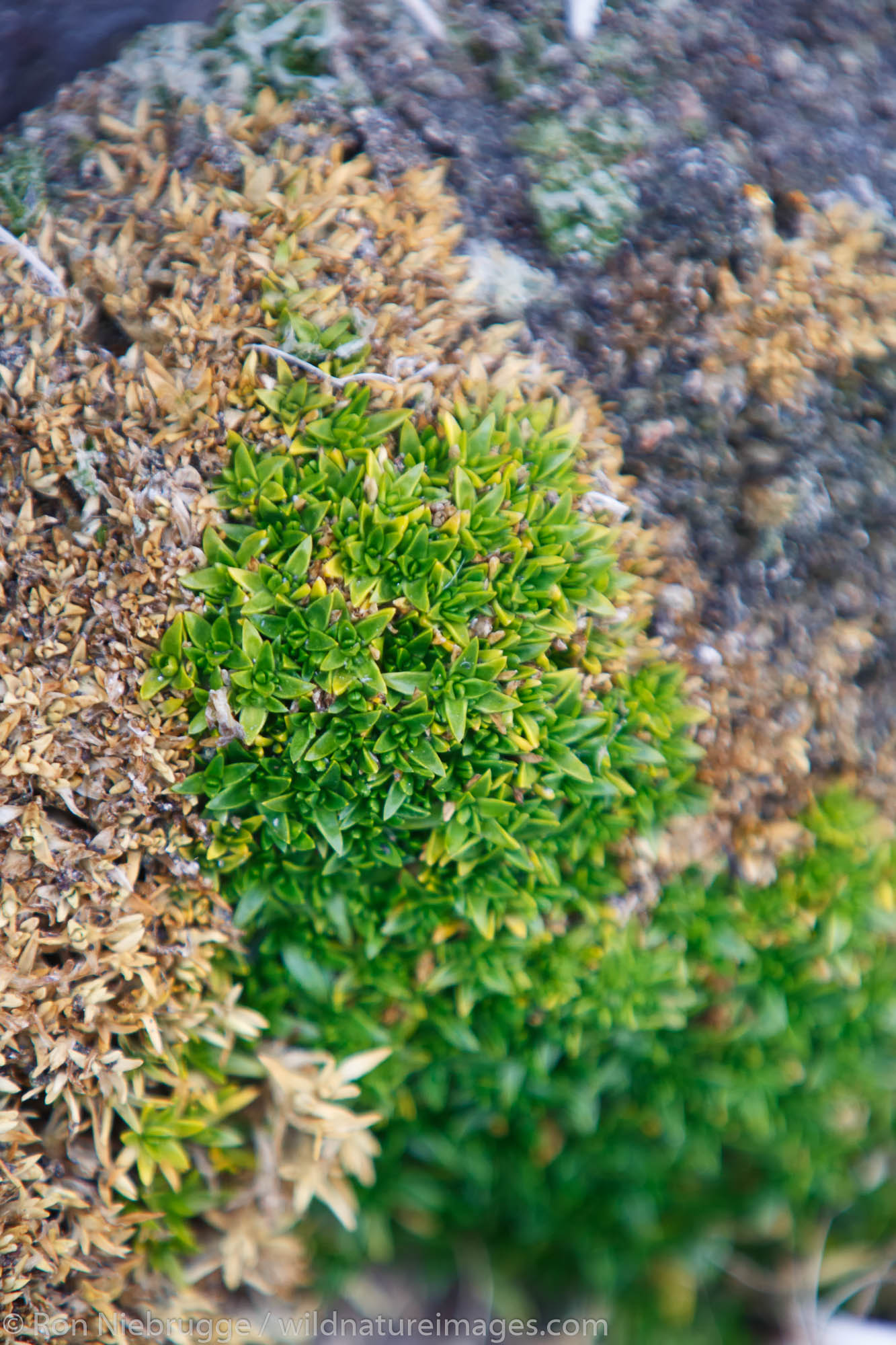 Moss Hannah Point, Livingston Island Antarctica.