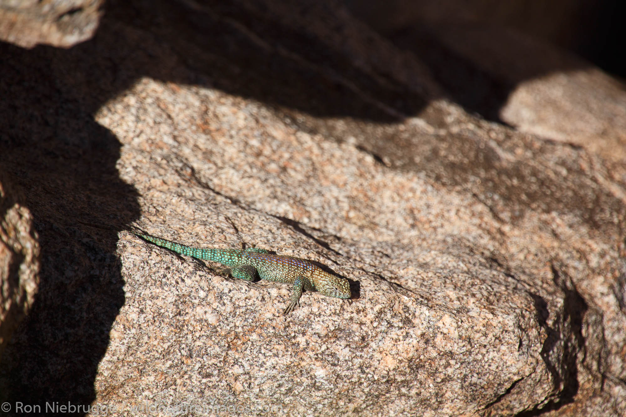 granite spiny lizard, Borrego Palm Canyon, Anza-Borrego Desert State Park, California.