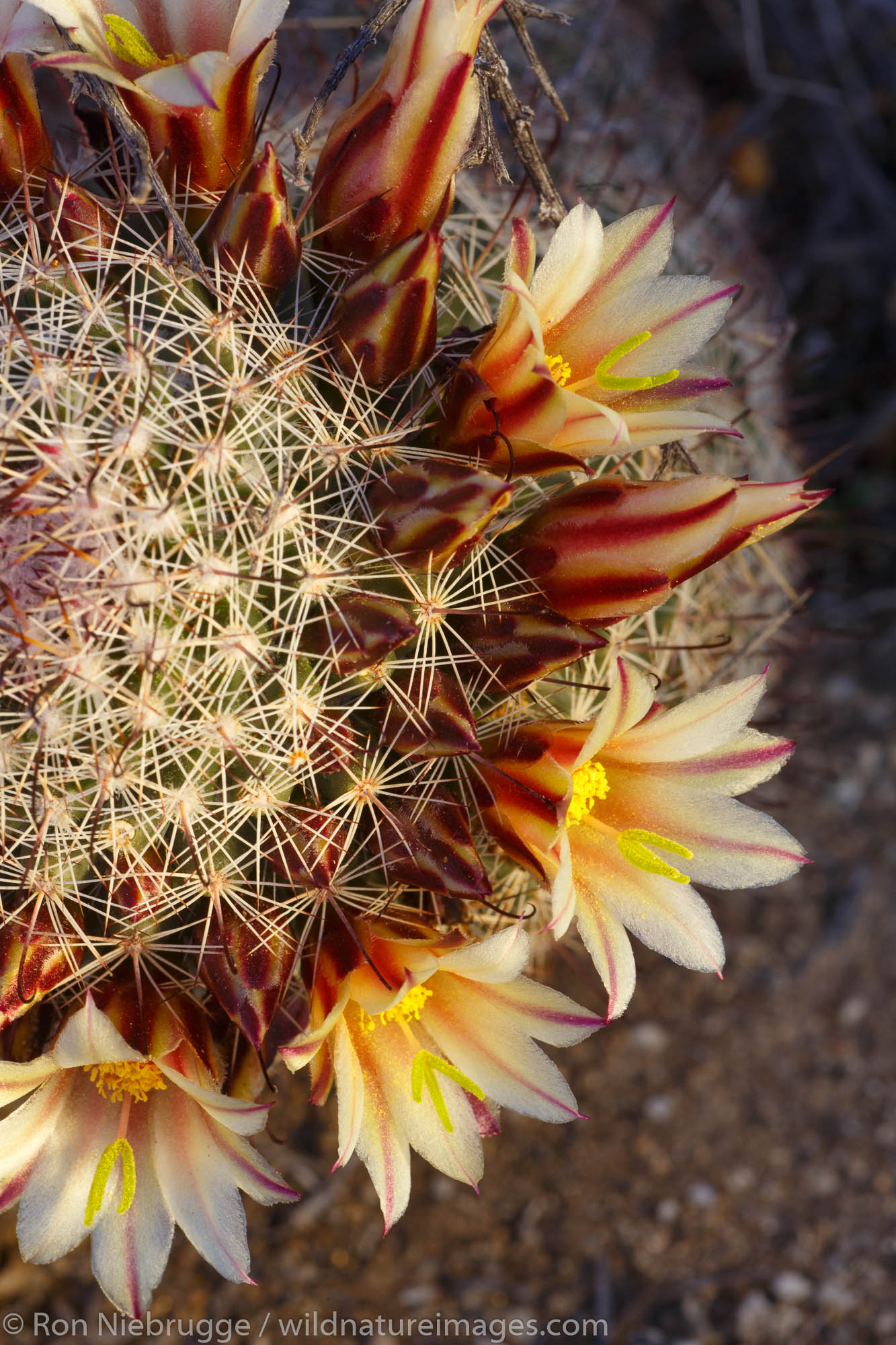 Blooming California fishhook cactus, Anza-Borrego Desert State Park, California.