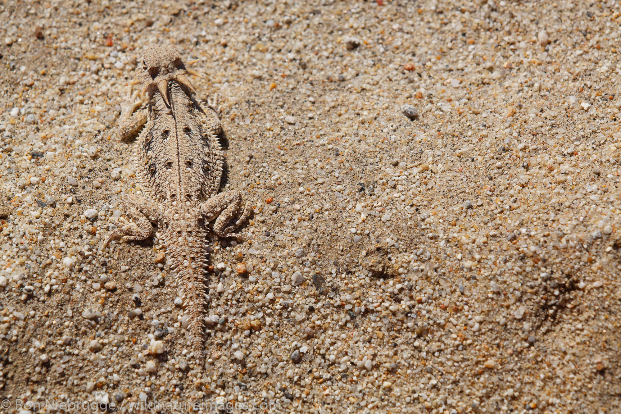 flat-tail horned lizard (Phrynosoma mcallii), Anza-Borrego Desert State Park, California.