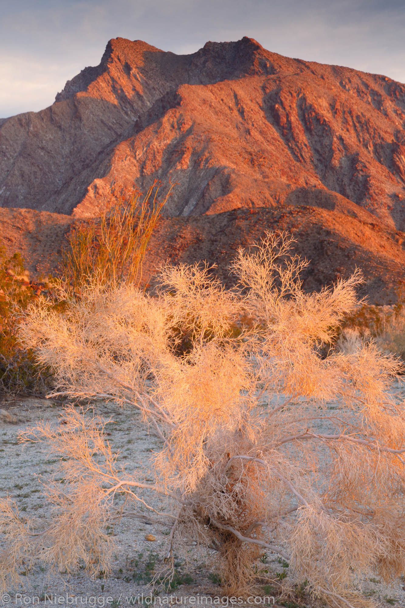 Anza-Borrego Desert State Park, California.