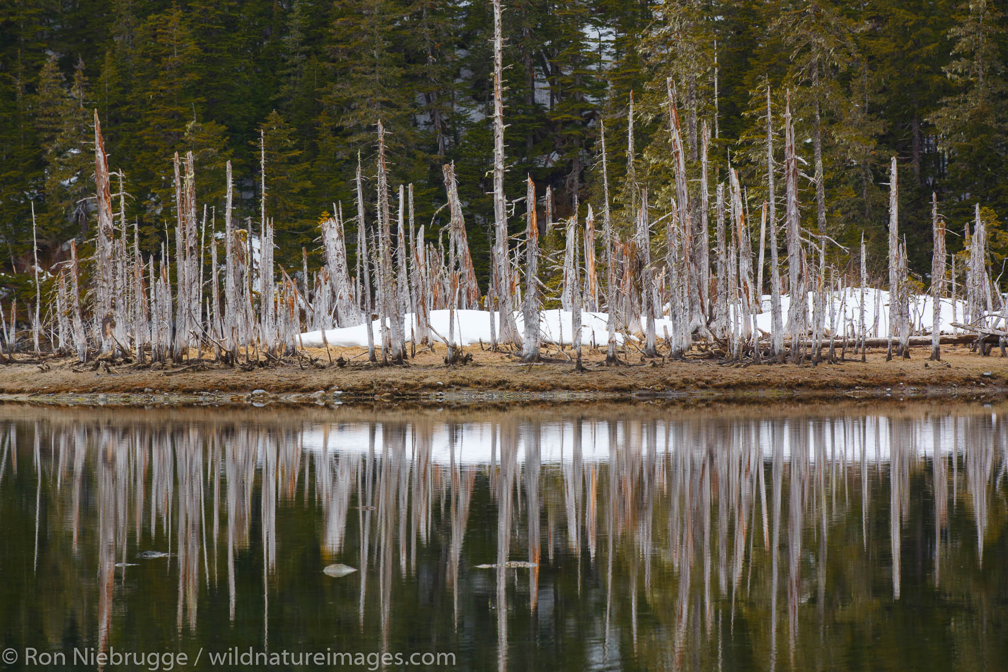 Trees in College Fjord, Prince William Sound, Chugach National Forest, Alaska.