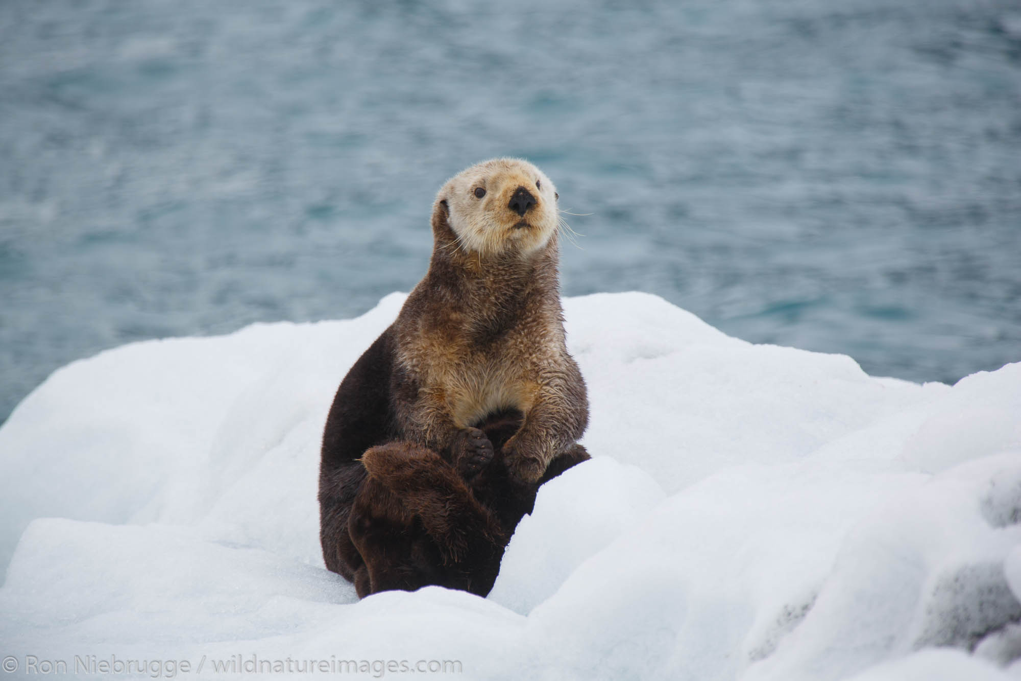 Sea Otter (Enhydra lutris).  College Fjord, Prince William Sound, Chugach National Forest, Alaska.