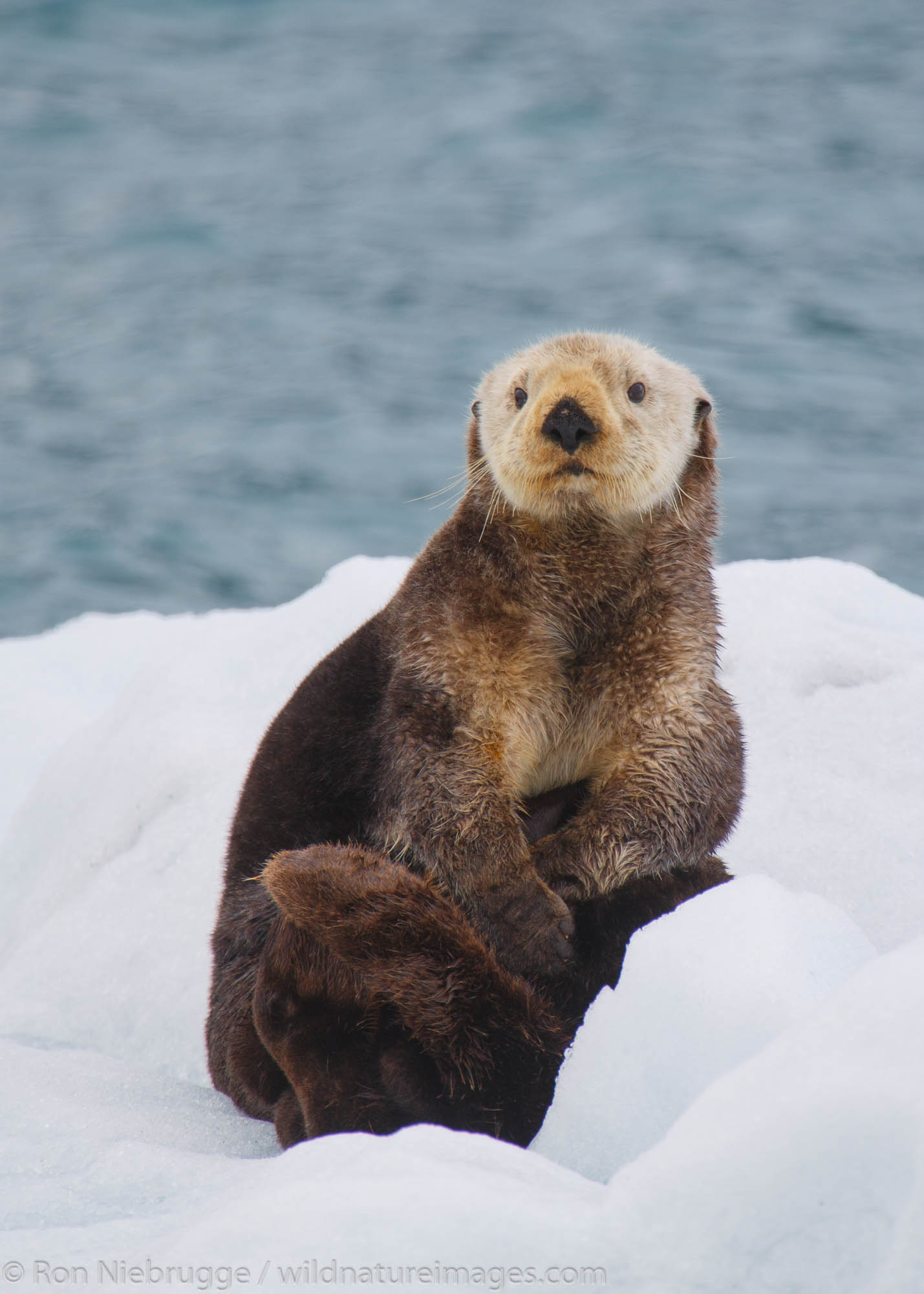 Sea Otter (Enhydra lutris). College Fjord Prince William Sound, Chugach National Forest, Alaska.