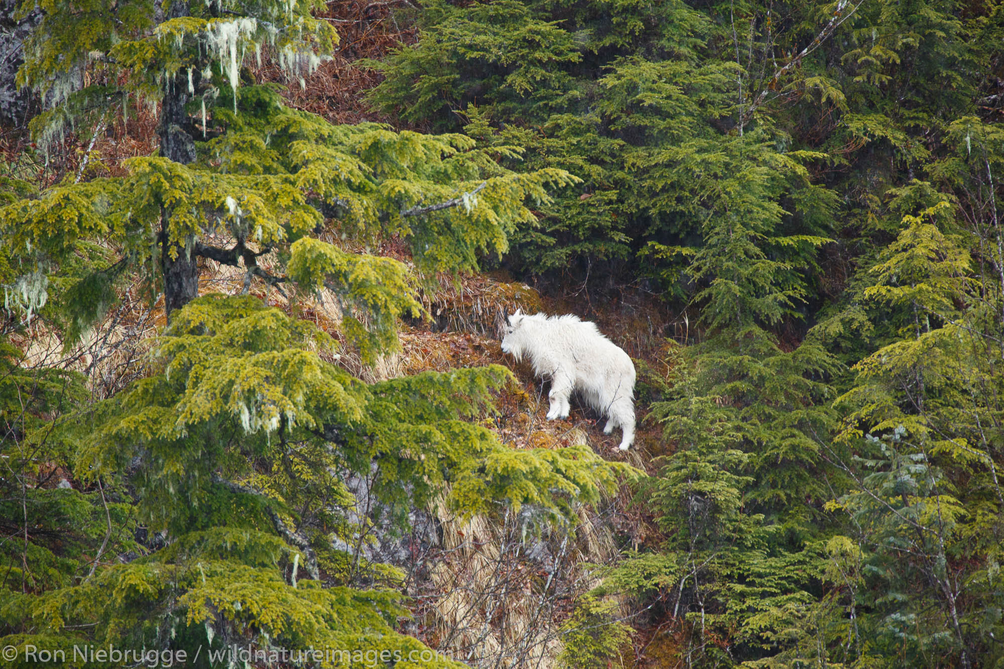 Mountain Goat (Oreamnos americanus). Wells Bay, Prince William Sound, Chugach National Forest, Alaska.