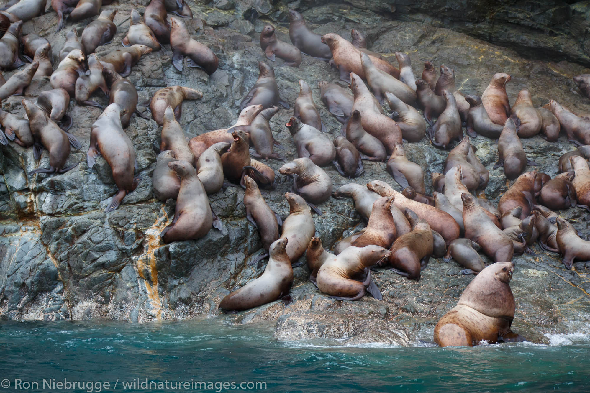 Steller Sea Lions (Eumetopias jubatus), Glacier Island, Prince William Sound, Chugach National Forest, Alaska.
