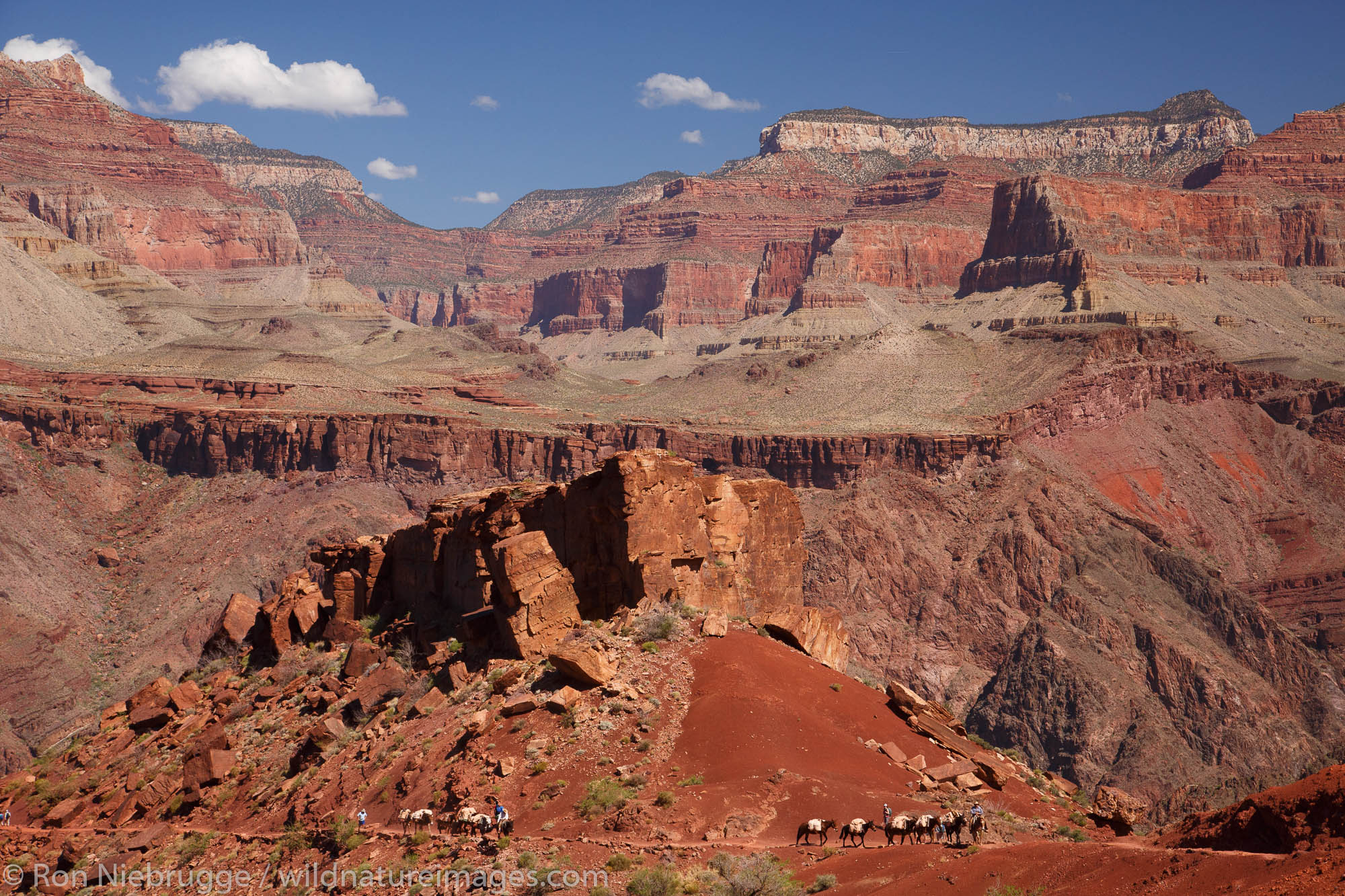 Pack mules on the South Kaibab Trail, Grand Canyon National Park, Arizona.