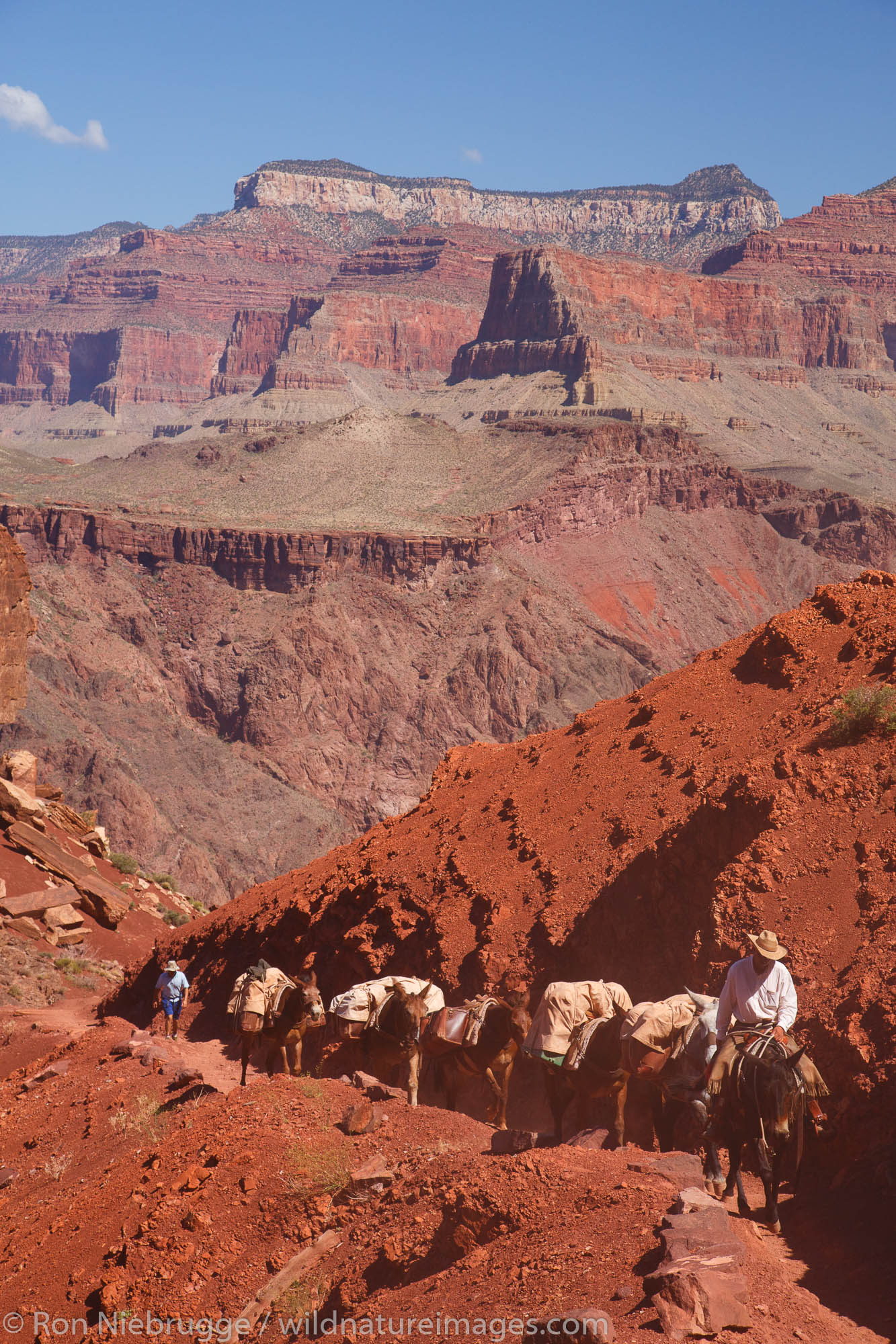 Pack mules on the South Kaibab Trail, Grand Canyon National Park, Arizona.