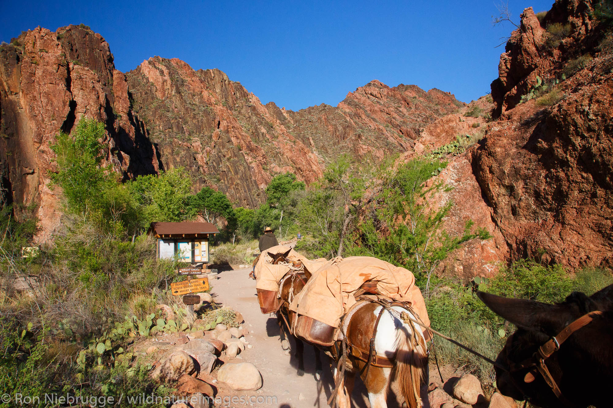 Mules on the South Kaibab Trail at the bottom of Grand Canyon National Park, Arizona.