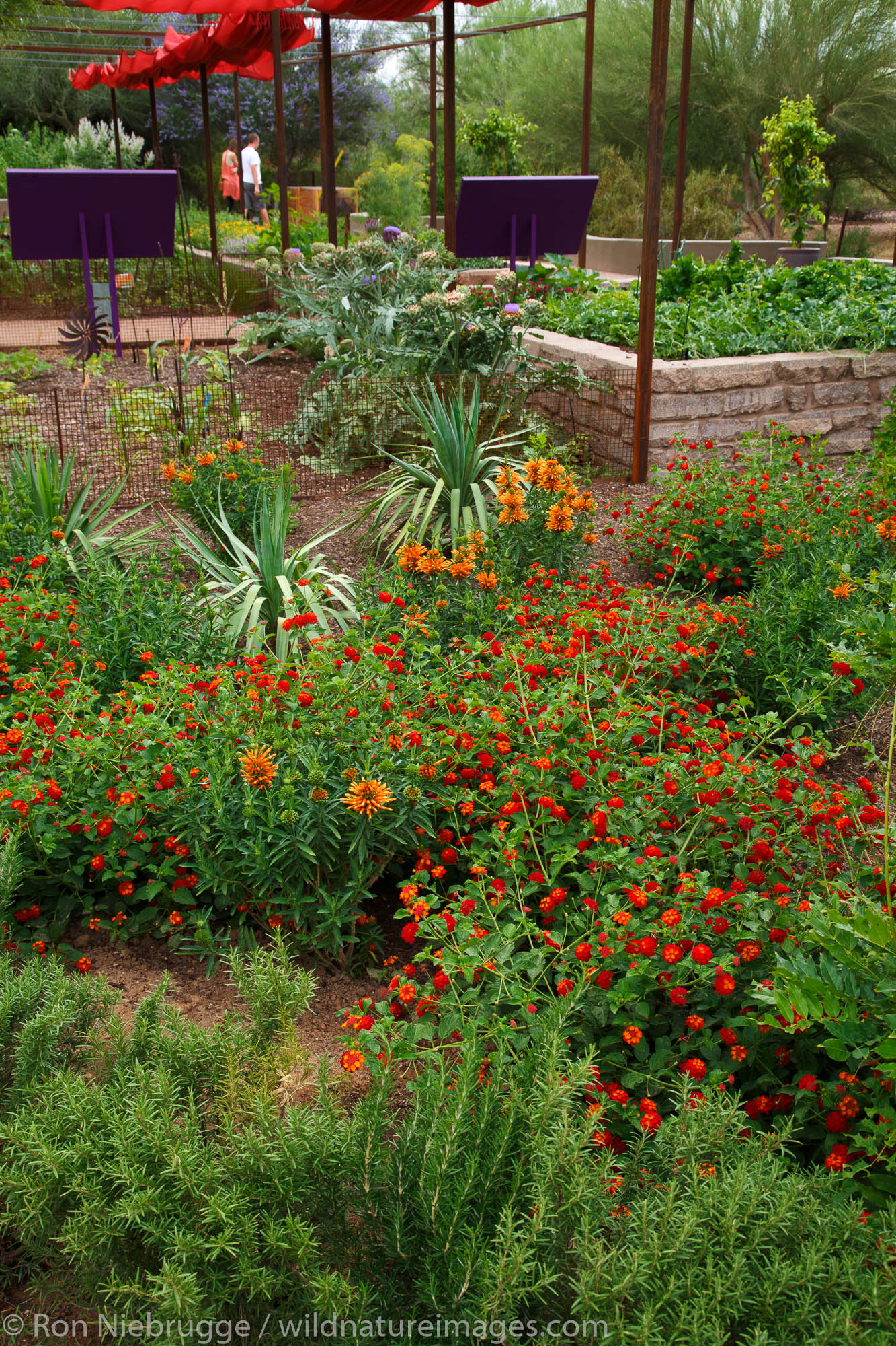 Desert Botanical Garden, Phoenix, Arizona.