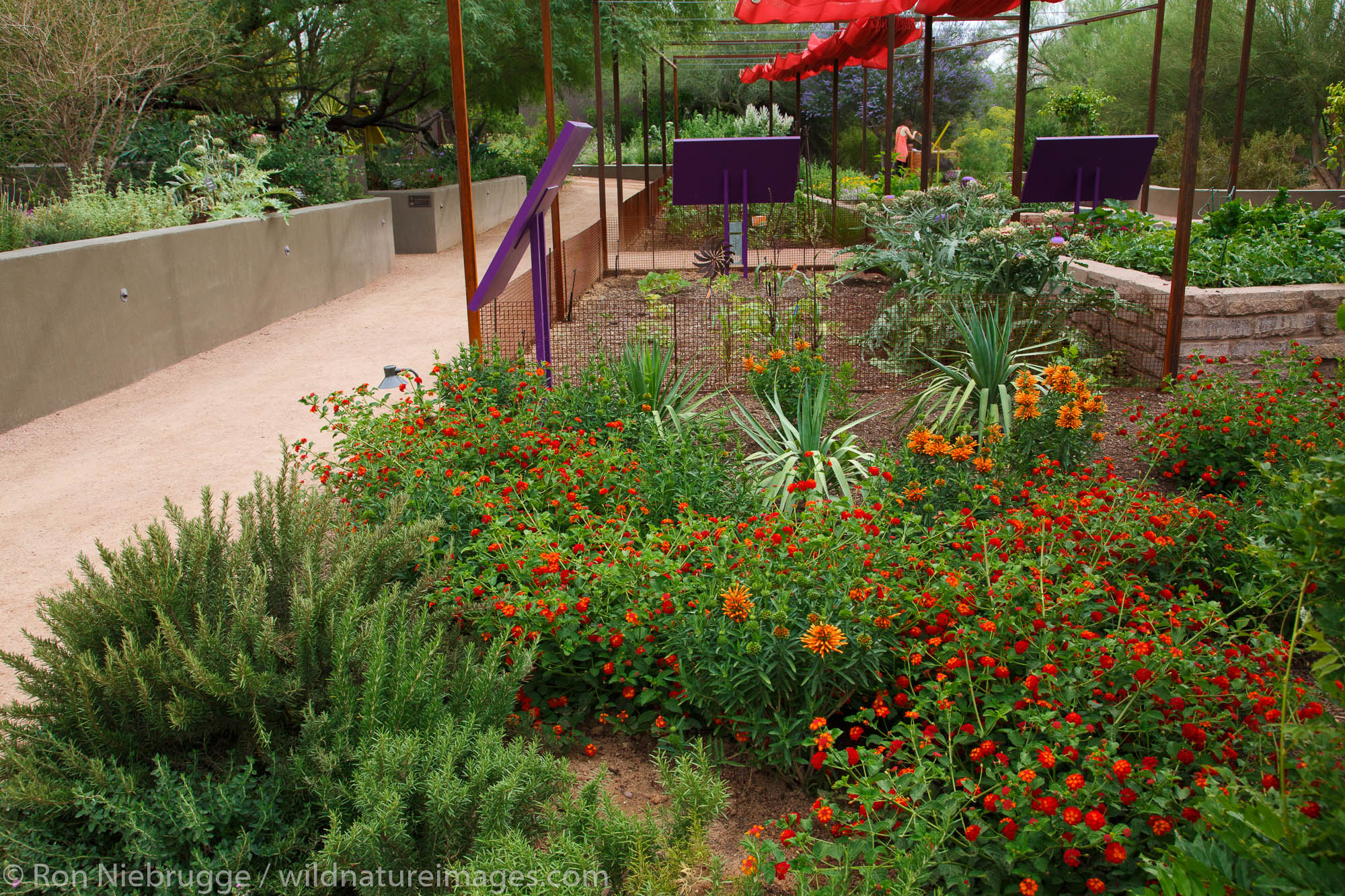 Desert Botanical Garden, Phoenix, Arizona.
