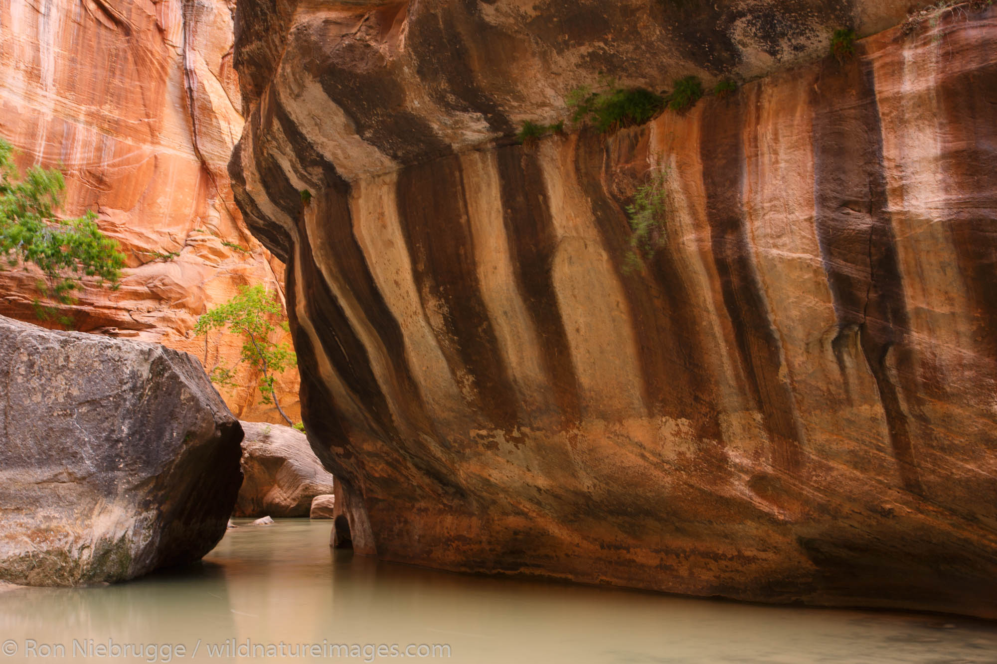 The Narrows on the Virgin River, Zion National Park, Utah.