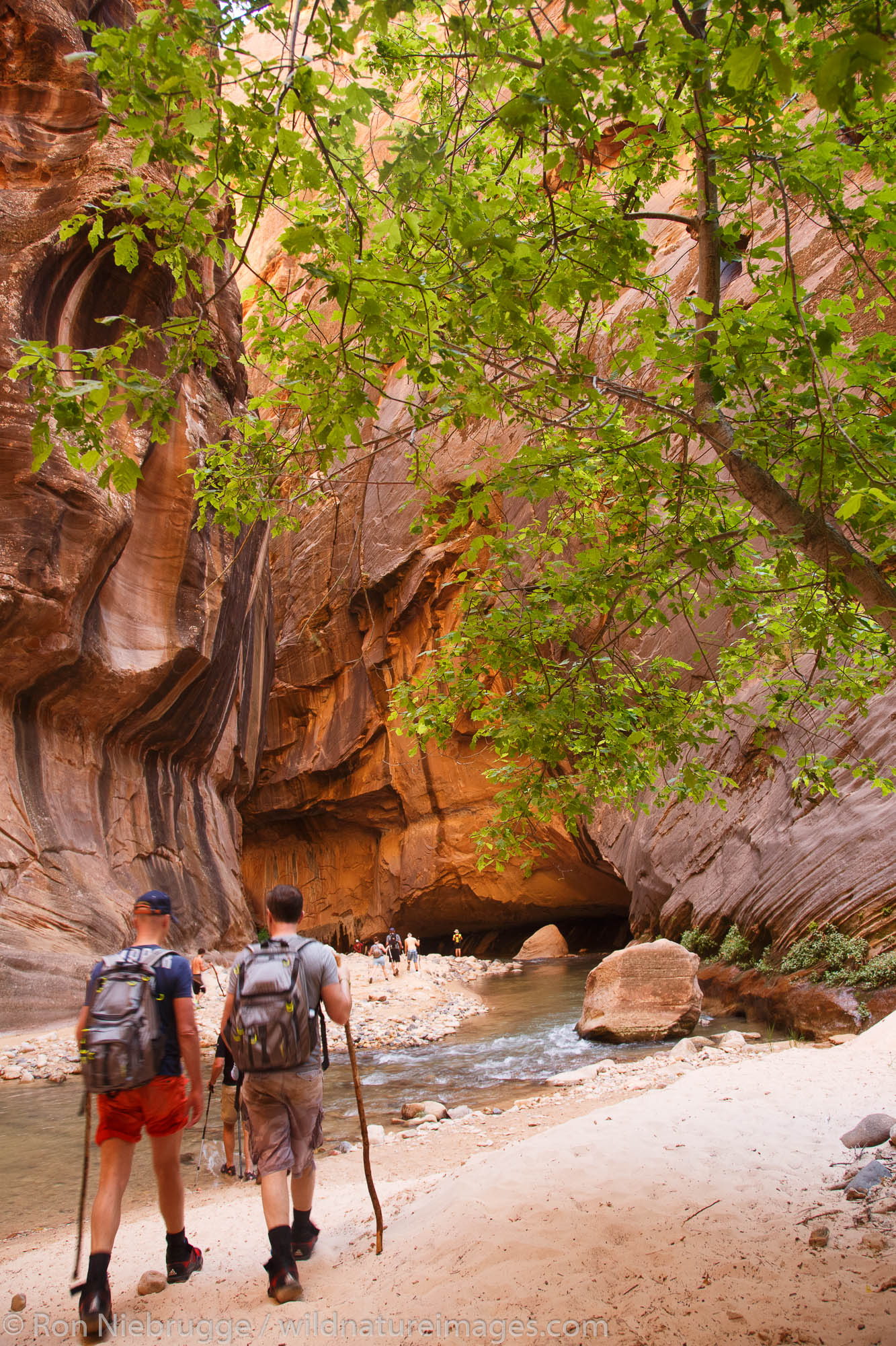 Hikers in The Narrows on the Virgin River, Zion National Park, Utah.
