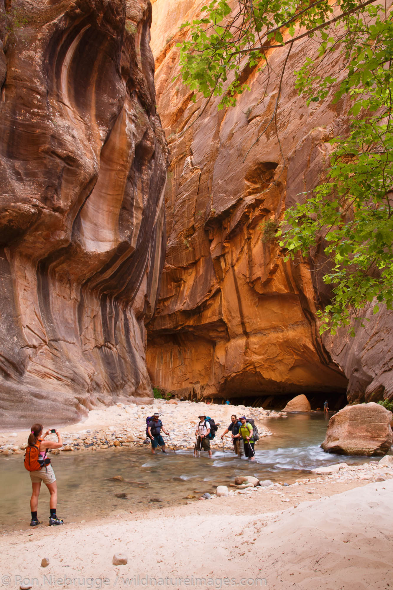 Hikers in The Narrows on the Virgin River, Zion National Park, Utah.