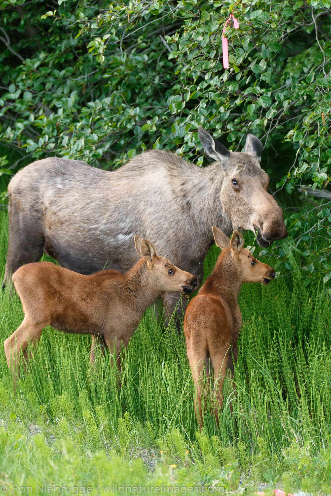 Cow and calf moose along Turnagain Arm, Chugach National Forest, Alaska.