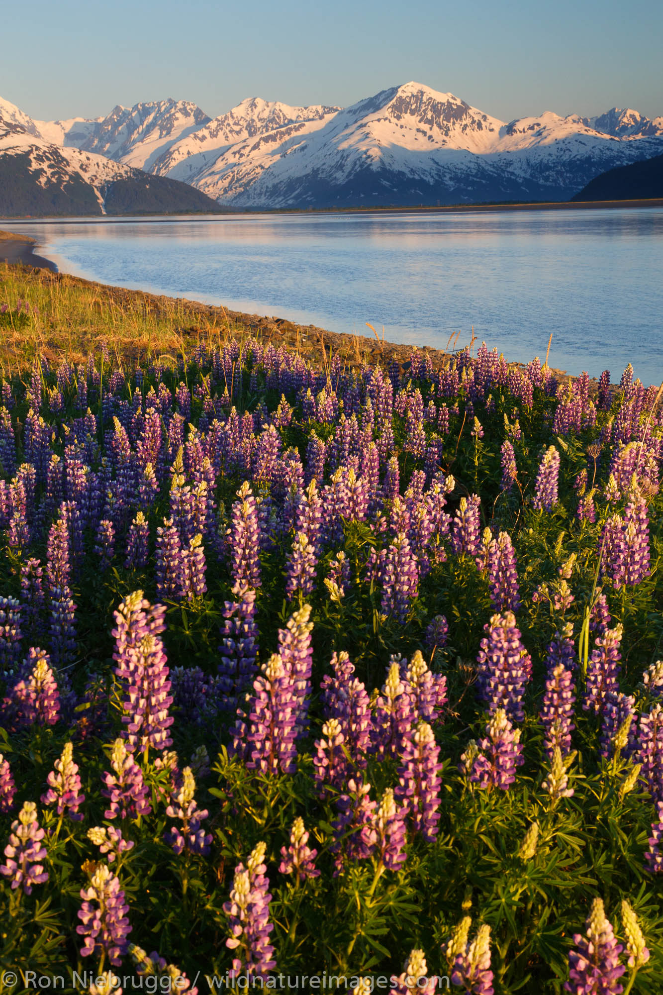 Field of Lupine wildflowers along Turnagain Arm, Chugach National Forest, Alaska.