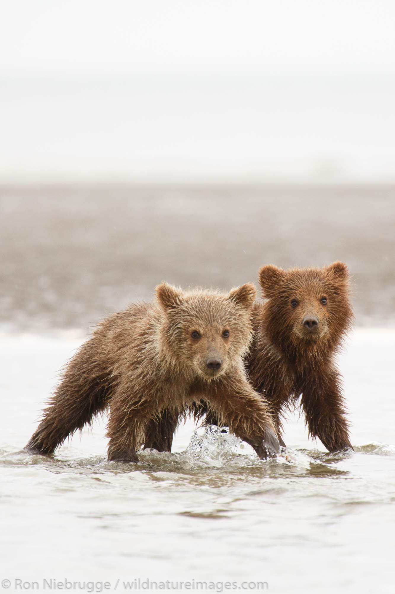 Brown or Grizzly Bear cubs, Lake Clark National Park, Alaska.