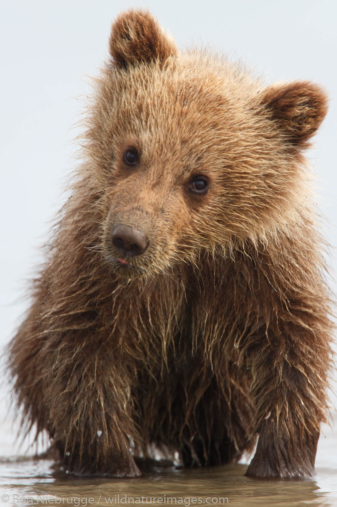 Brown or Grizzly Bear cubs, Lake Clark National Park, Alaska.