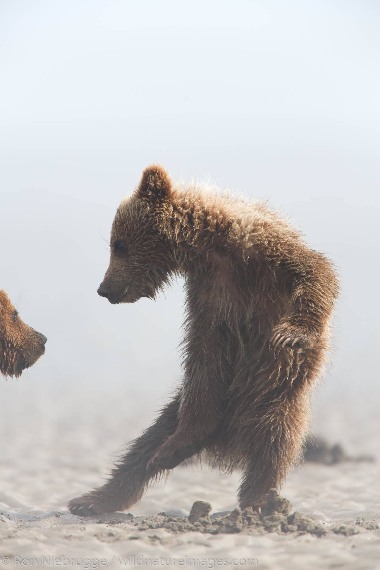 Brown or Grizzly Bear cubs, Lake Clark National Park, Alaska.