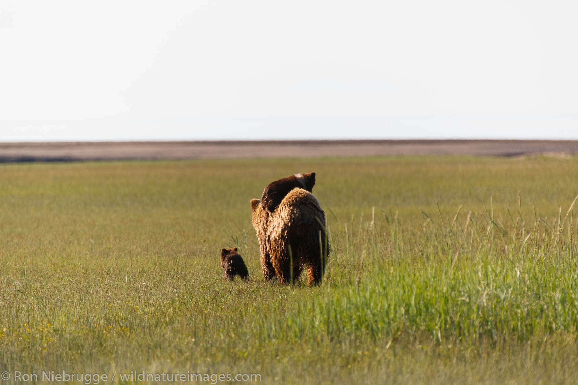 Brown or Grizzly Bear sow with cubs, Lake Clark National Park, Alaska.