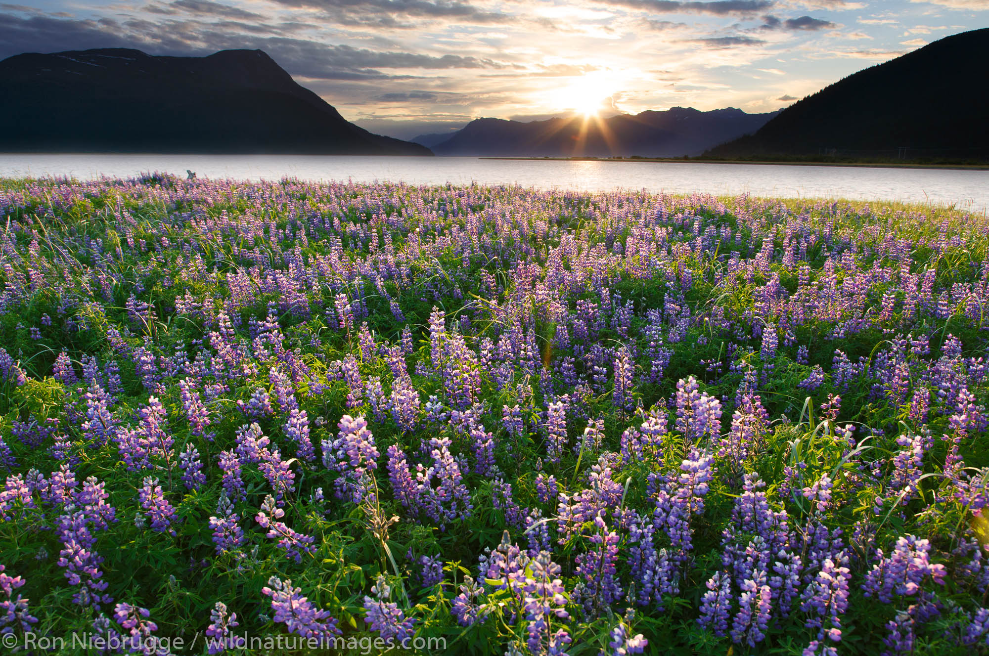 Field of Lupine wildflowers along Turnagain Arm, Chugach National Forest, Alaska.