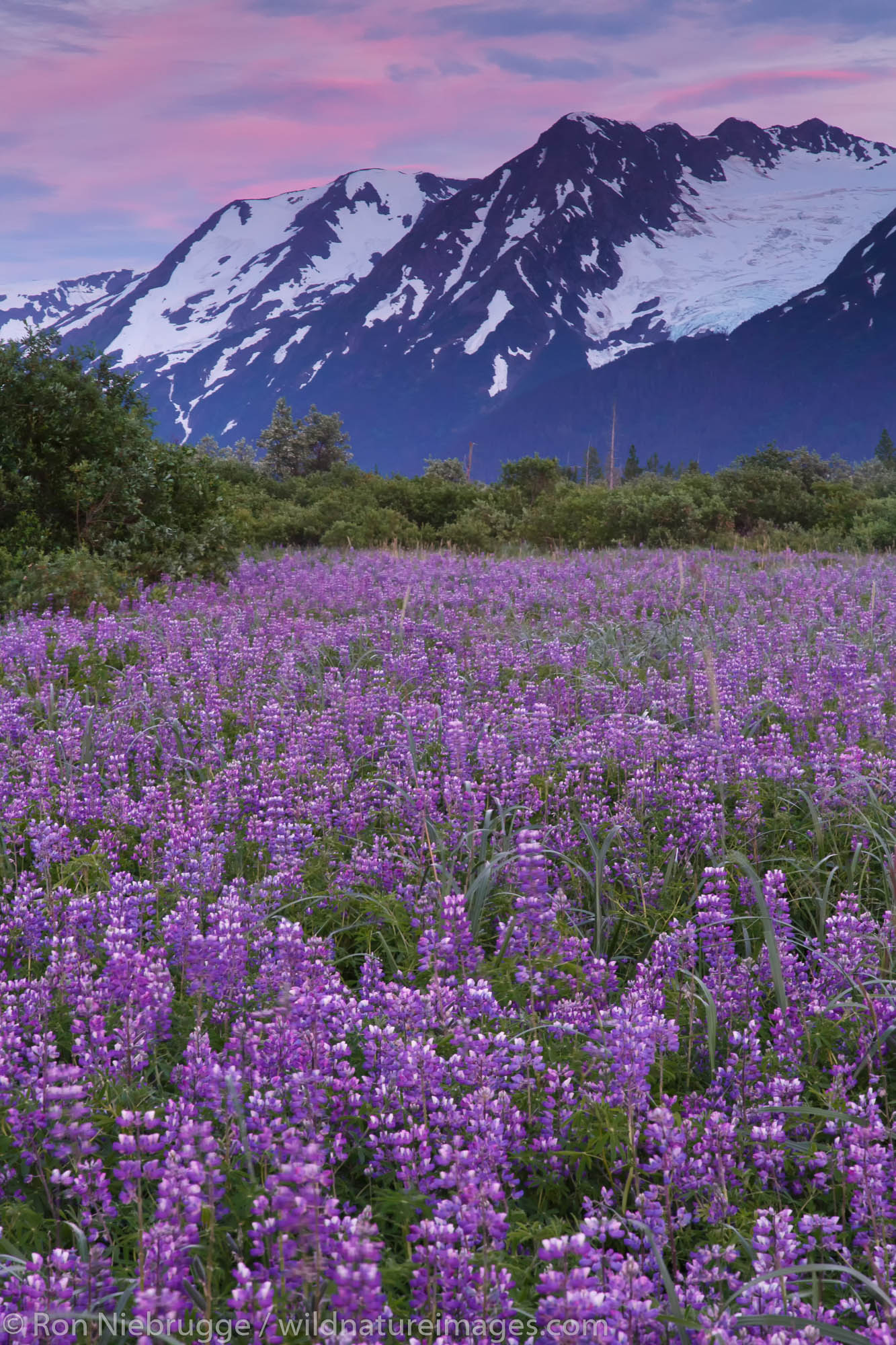 Field of Lupine wildflowers along Turnagain Arm, Chugach National Forest, Alaska.