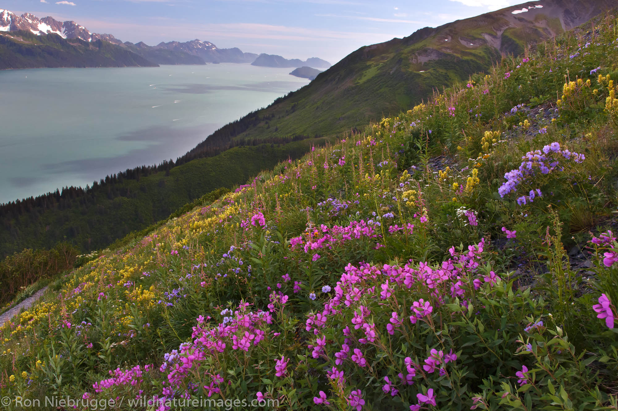 View of wildflowers and Resurrection Bay from Mt Marathon, Seward, Alaska.