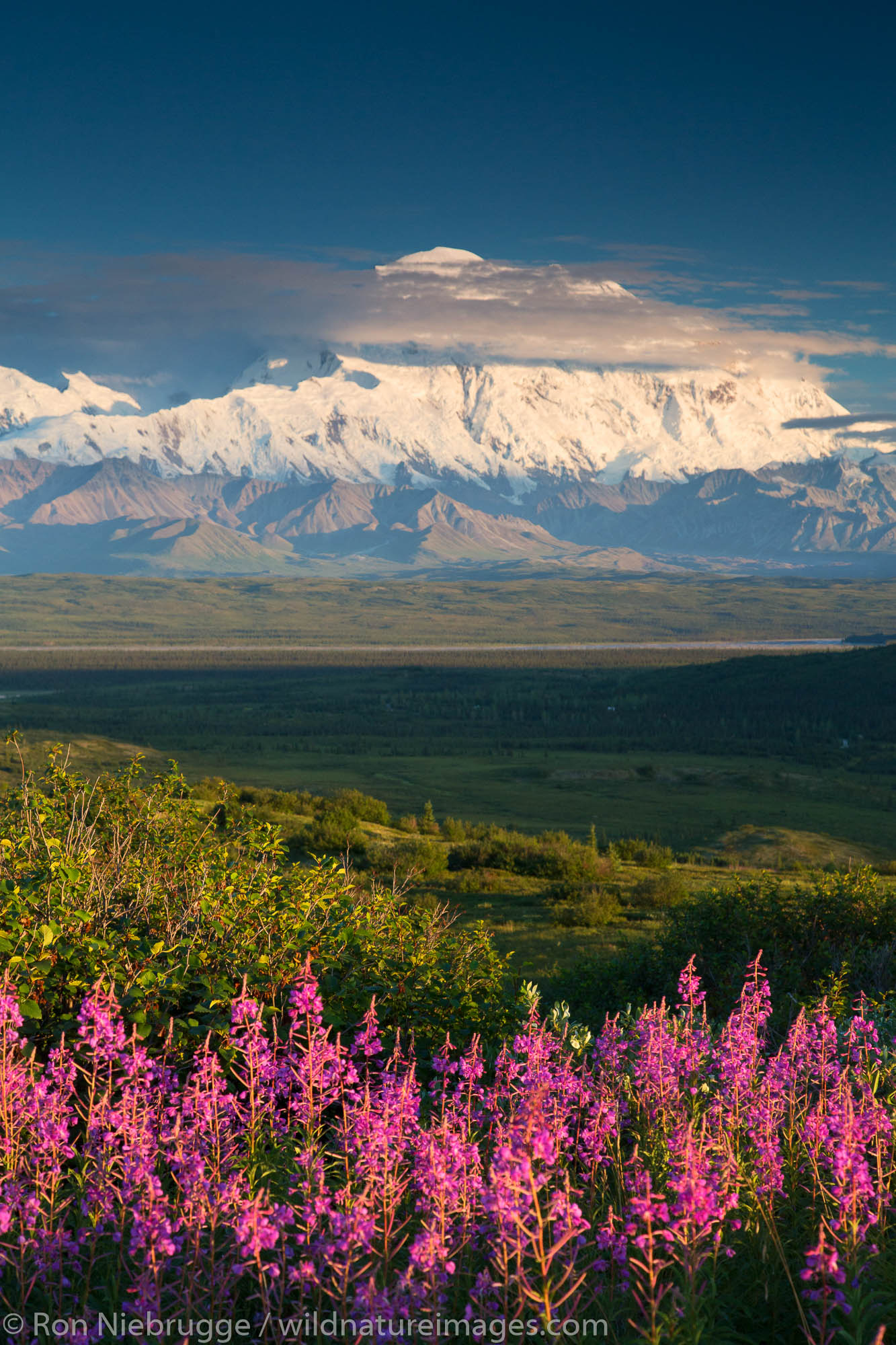 Fireweed and Mt. McKinley, locally known as Denali, Denali National Park, Alaska.