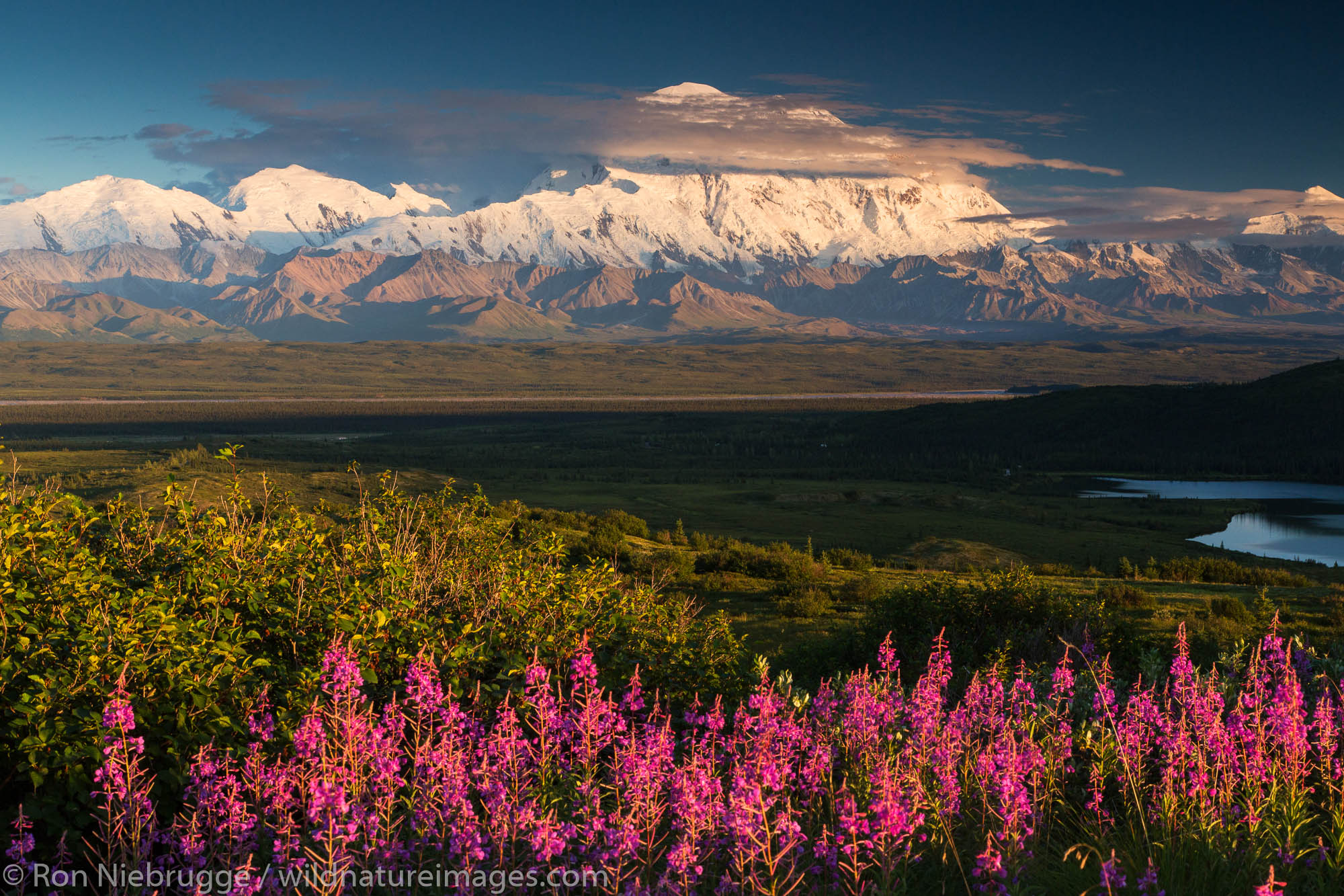 Fireweed and Mt. McKinley, locally known as Denali, Denali National Park, Alaska.