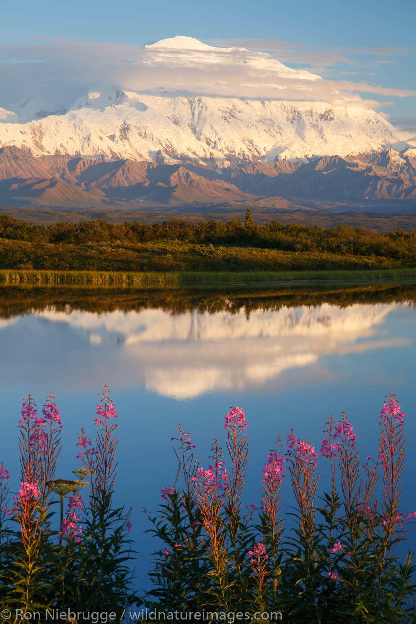 Fireweed and Mt. McKinley, locally known as Denali, at at Reflection Pond, Denali National Park, Alaska.