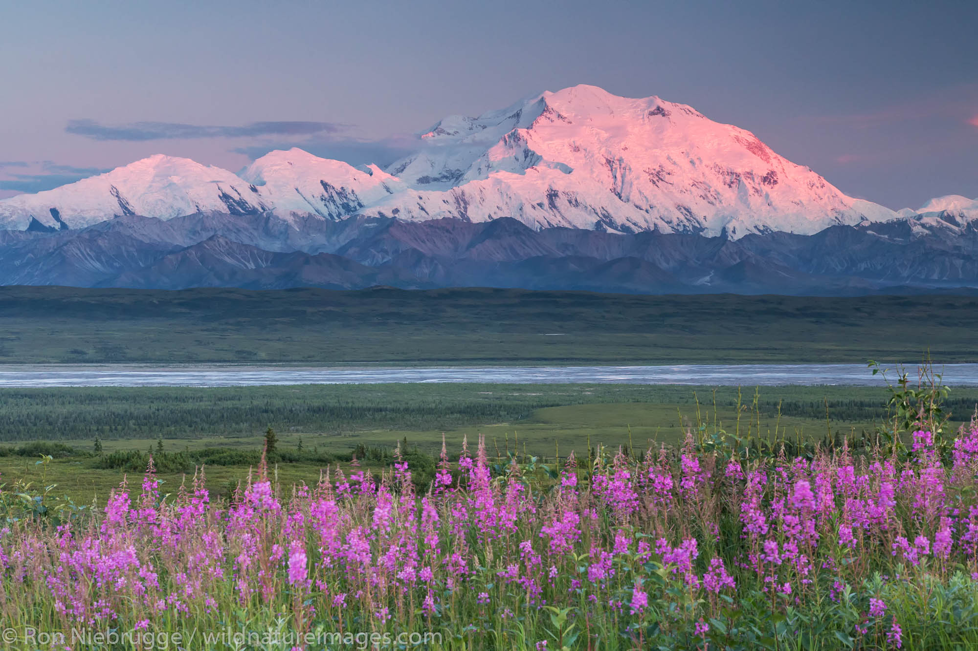 Fireweed and Denali Mt McKinley also known as Denali, Denali National Park, Alaska.