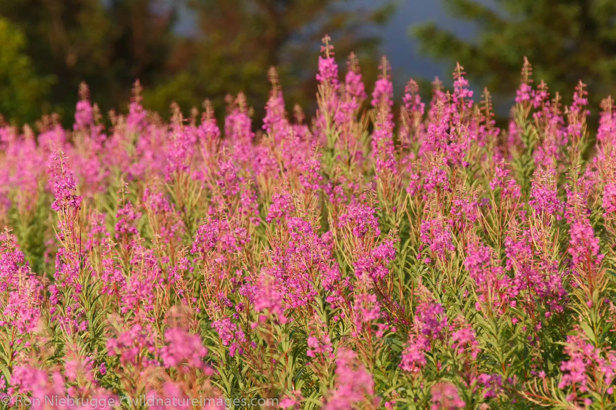 Fireweed, Lake Clark National Park, Alaska.