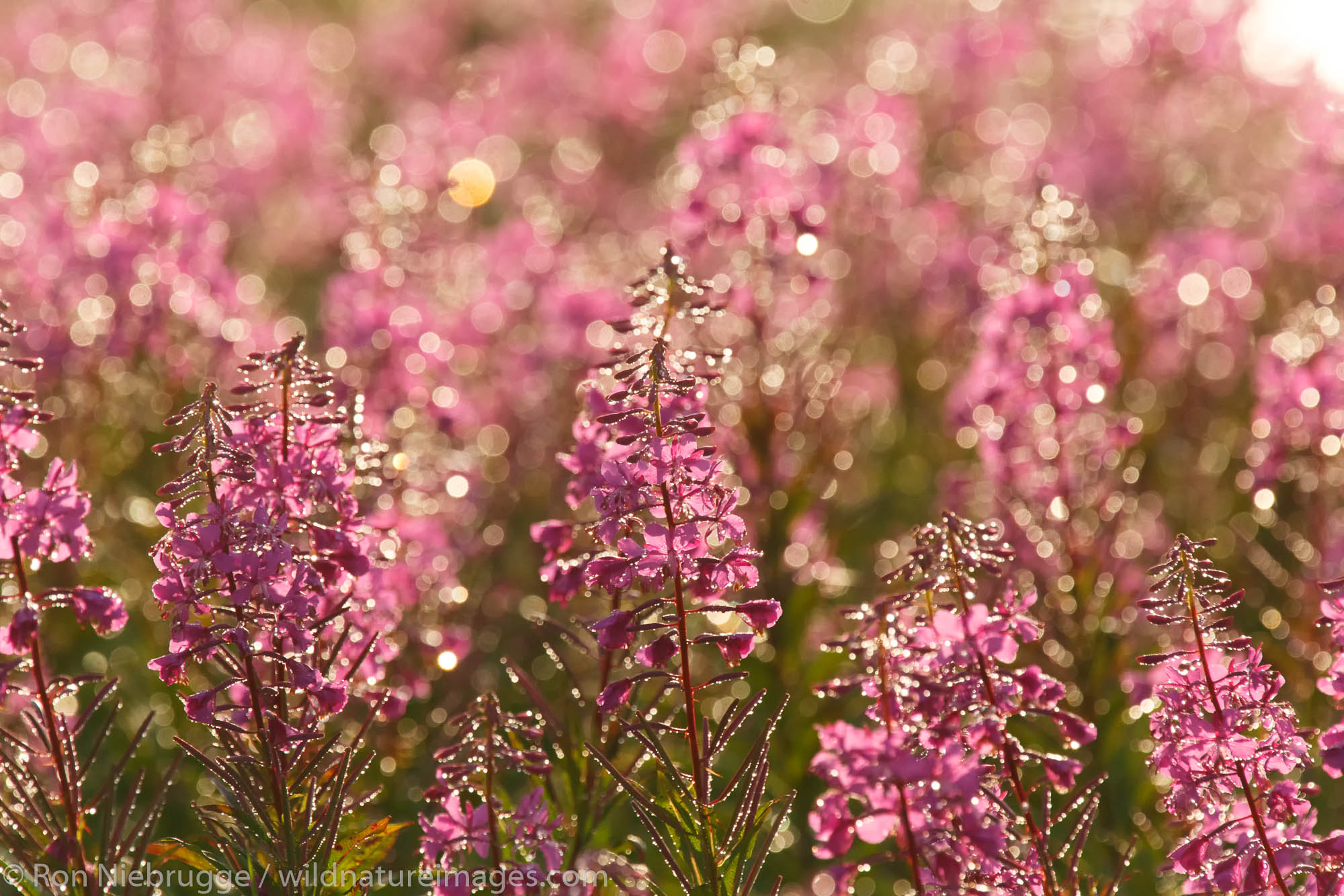 Fireweed, Lake Clark National Park, Alaska.