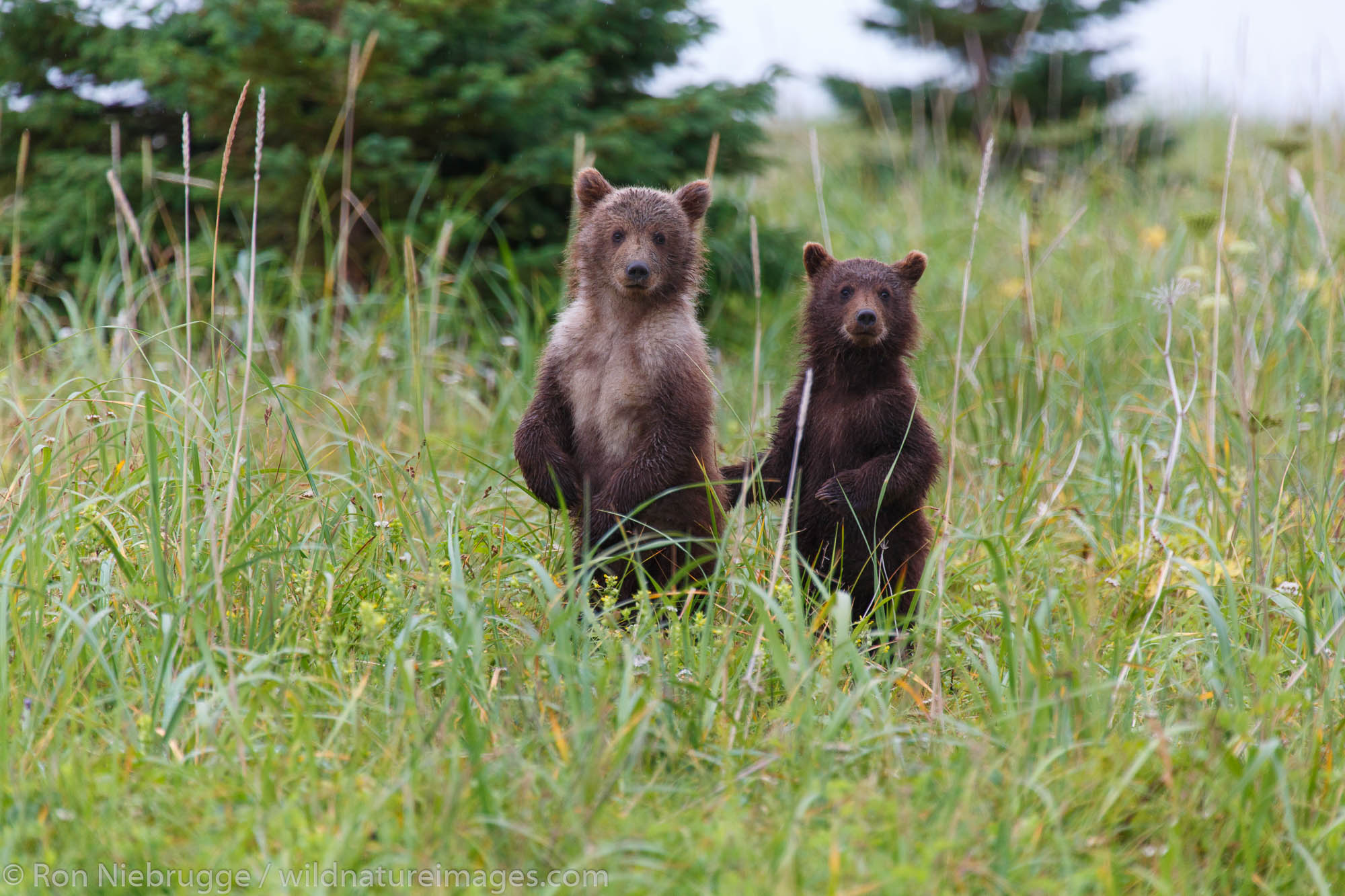A pari of  Brown or Grizzly Bear cubs, Lake Clark National Park, Alaska.
