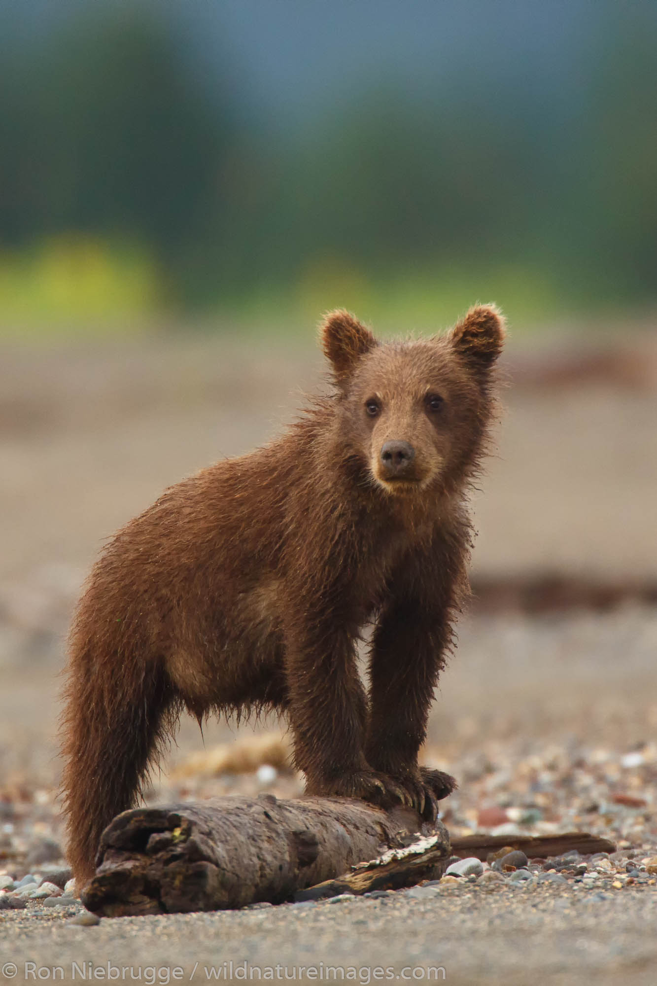 A Brown or Grizzly Bear cub, Lake Clark National Park, Alaska.