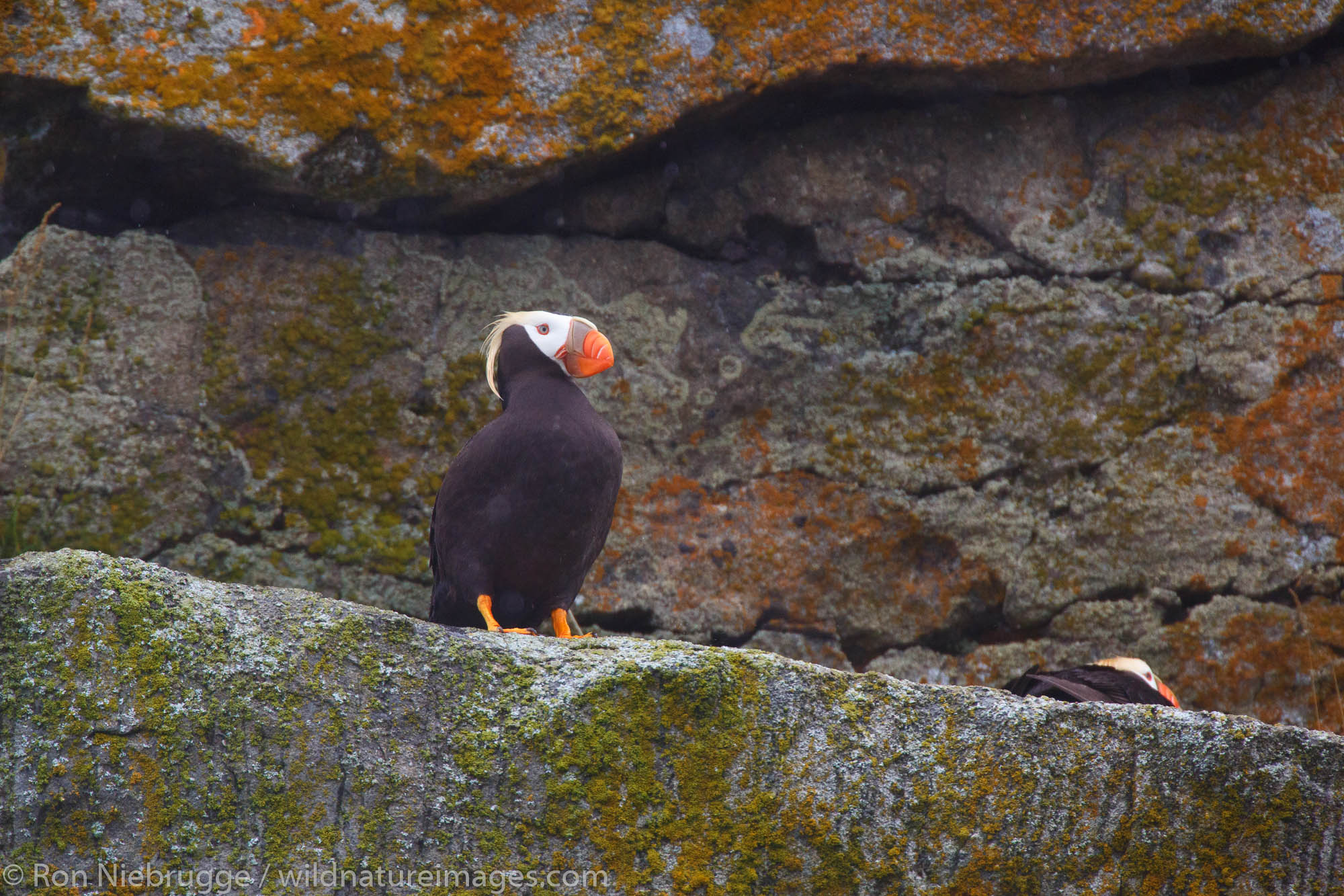 Tufted Puffin, Lake Clark National Park, Alaska.