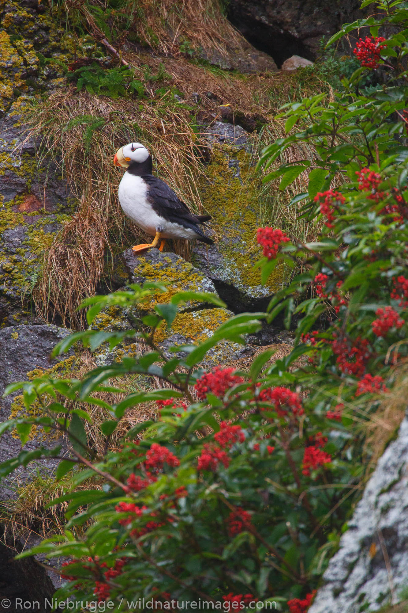 Horned Puffin, Lake Clark National Park, Alaska.