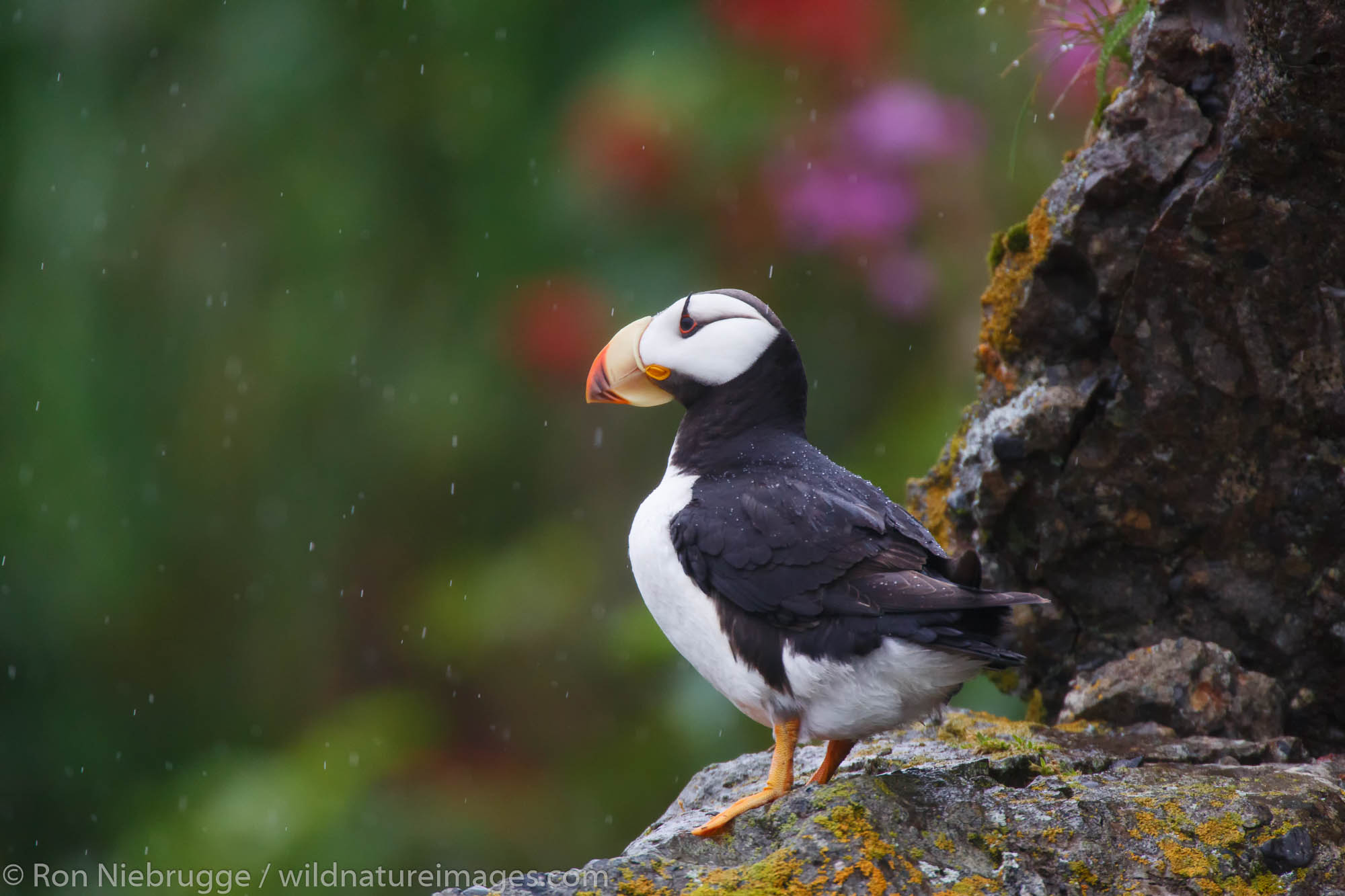 Horned and tufted puffin photos from Alaska's coast.